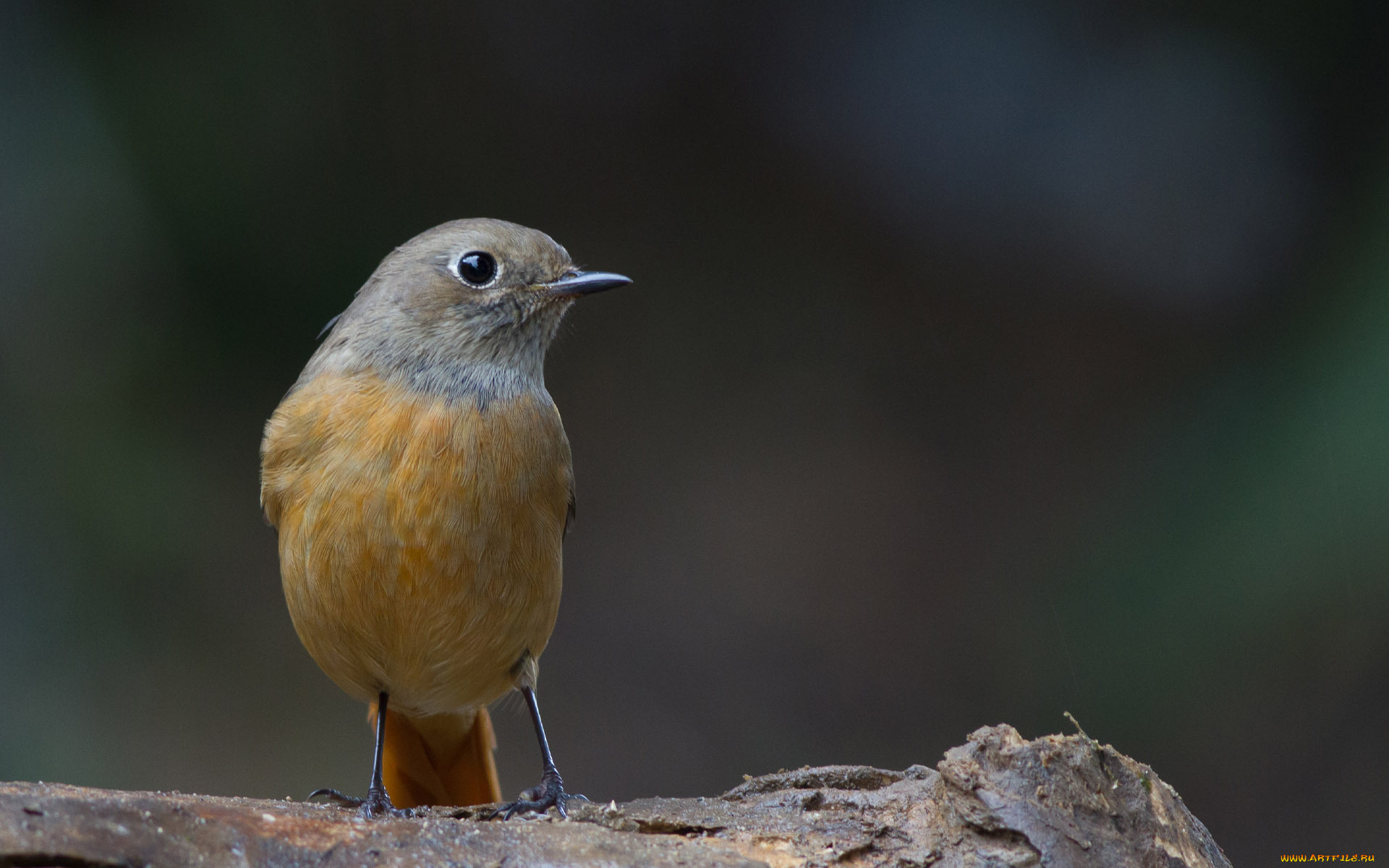 животные, зарянки, малиновки, кора