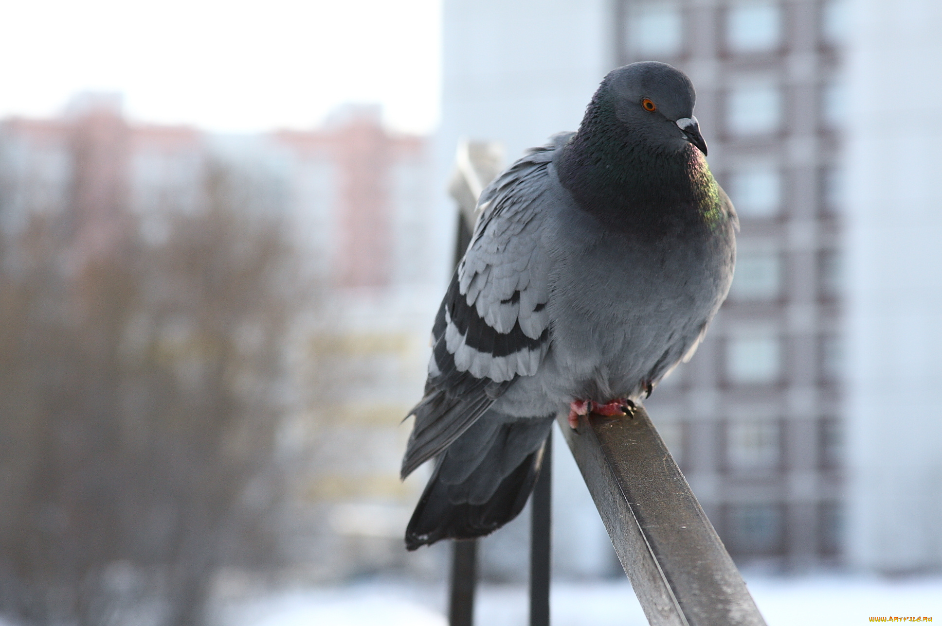 животные, голуби, сидит, зима, голубь