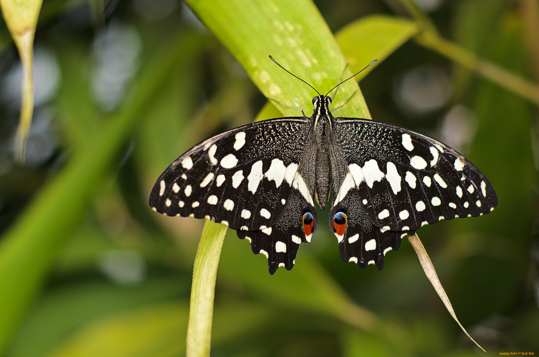 животные, бабочки, крылья, пестрый