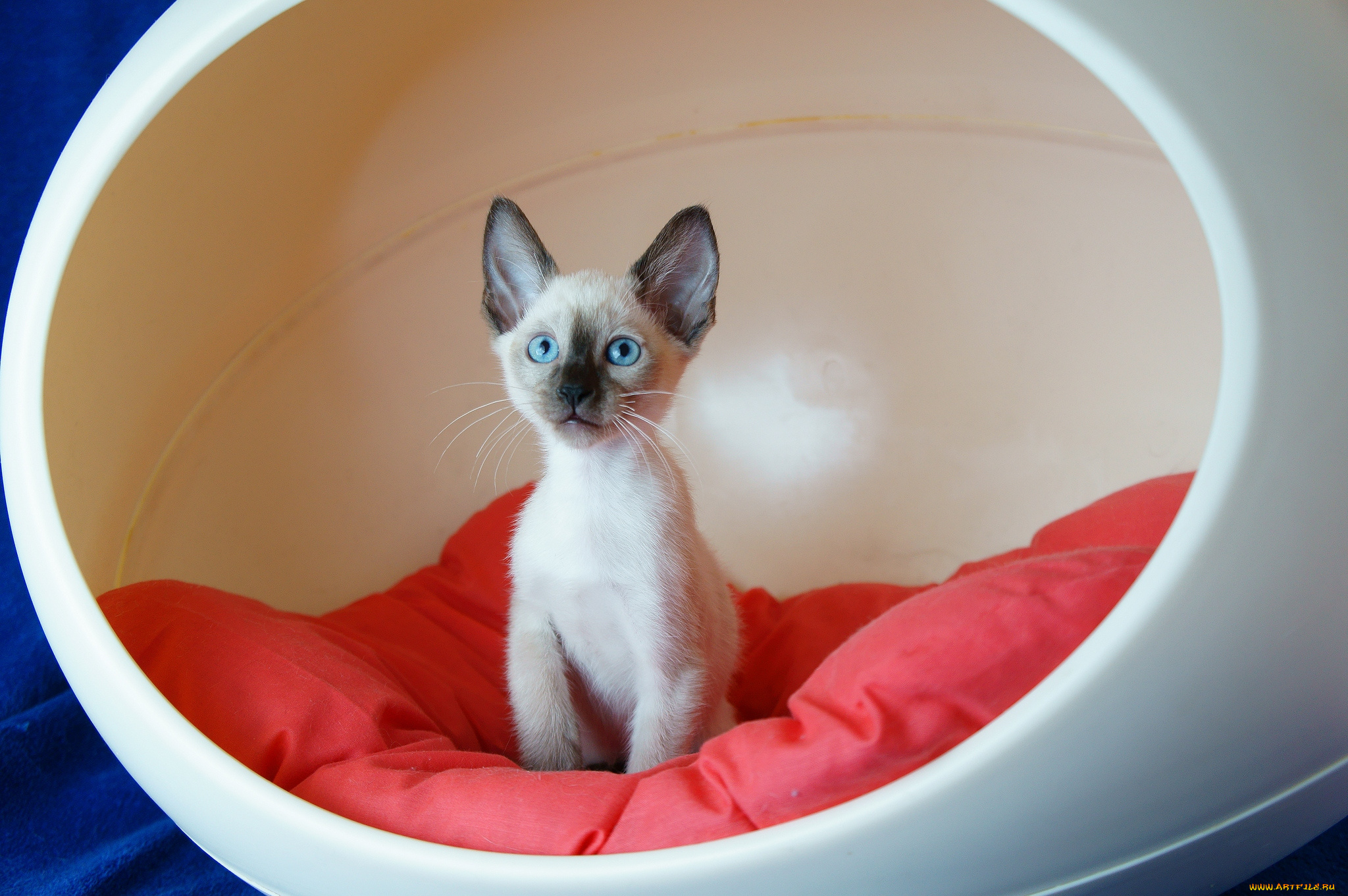 животные, коты, кресло, котенок