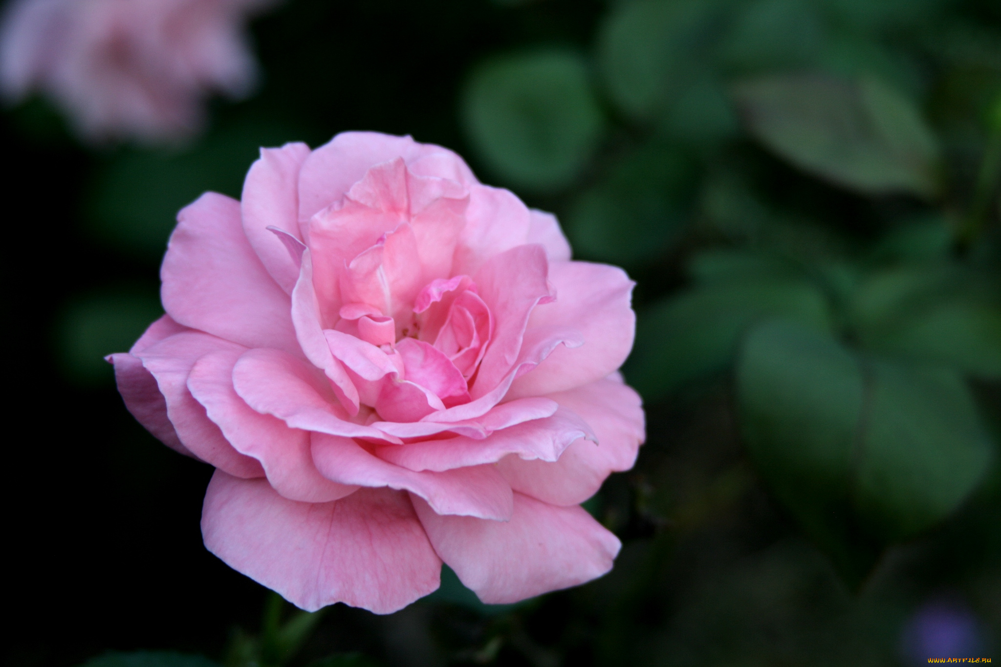 цветы, розы, розовый