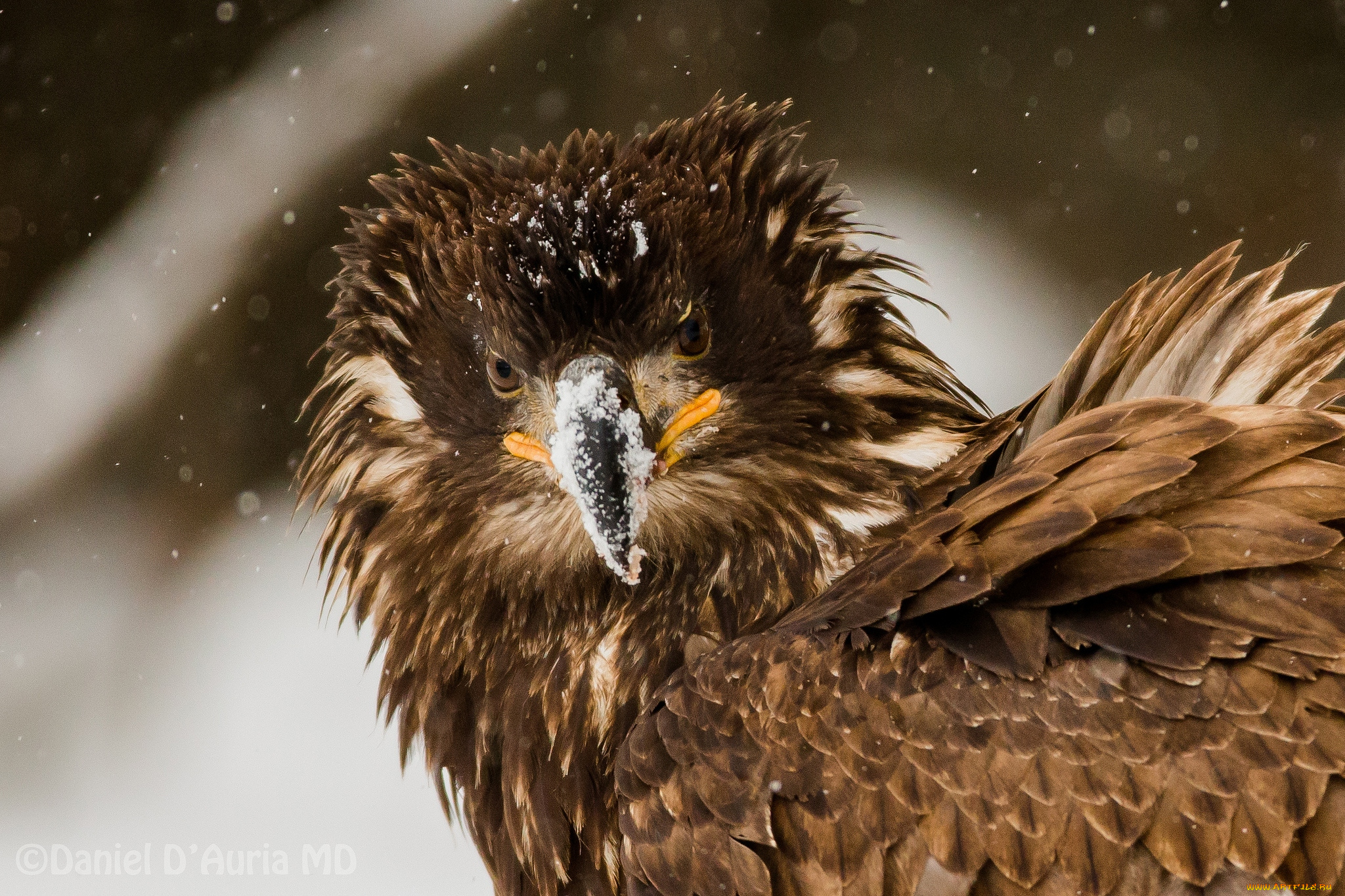животные, птицы, хищники, орел, портрет