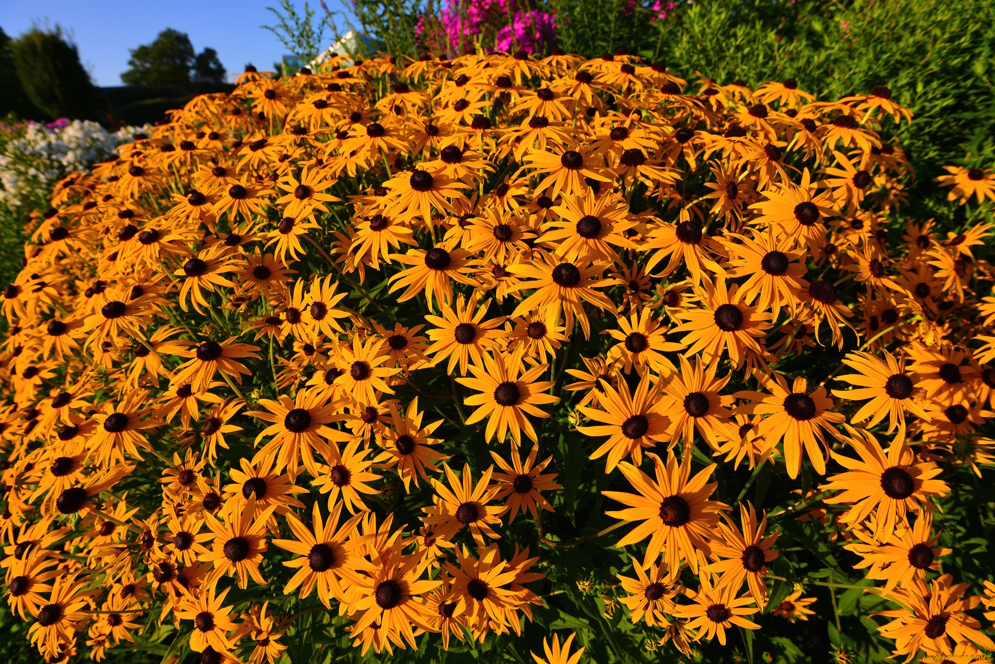 цветы, рудбекия, оранжевый, много