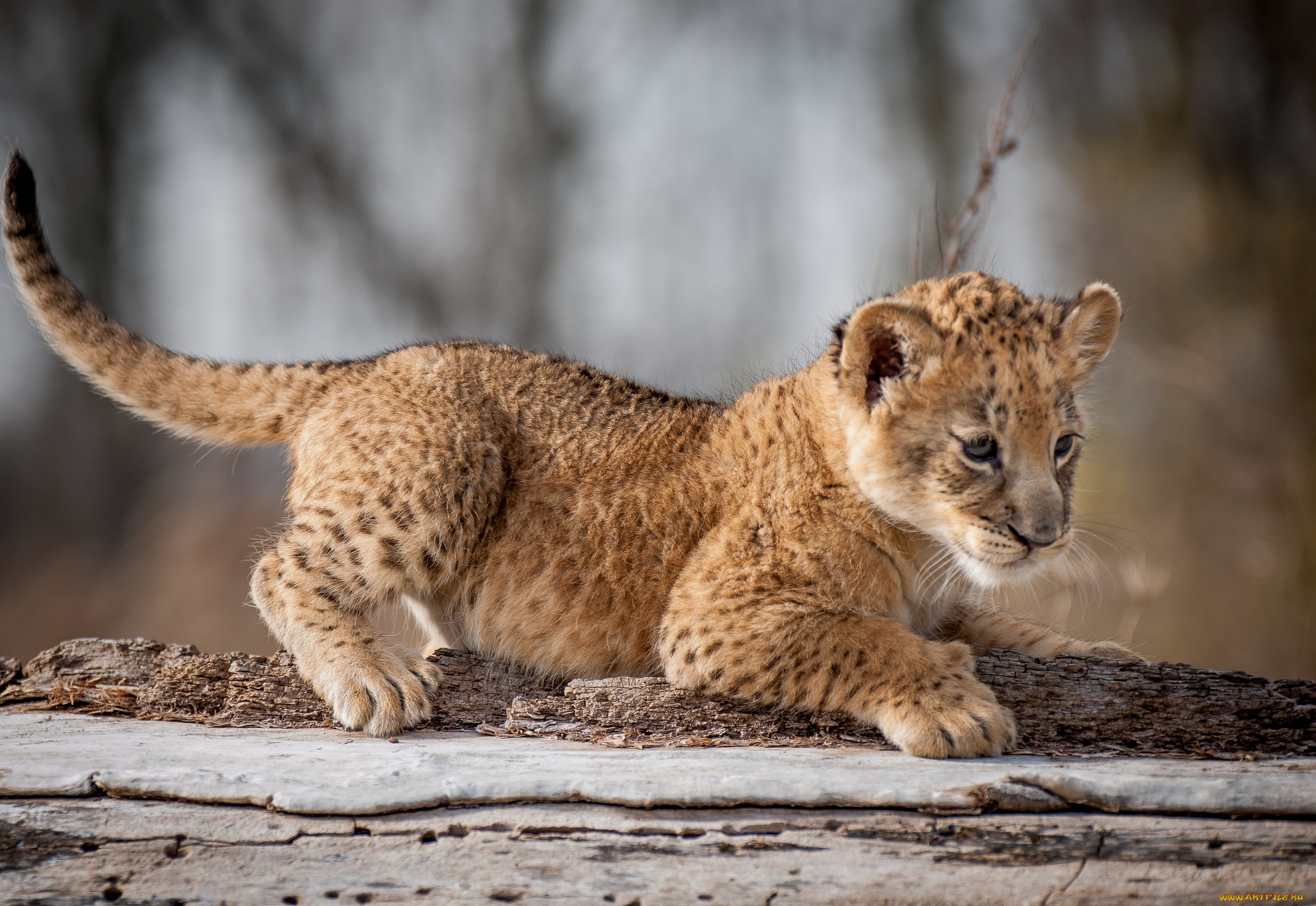 животные, львы, львенок, малыш