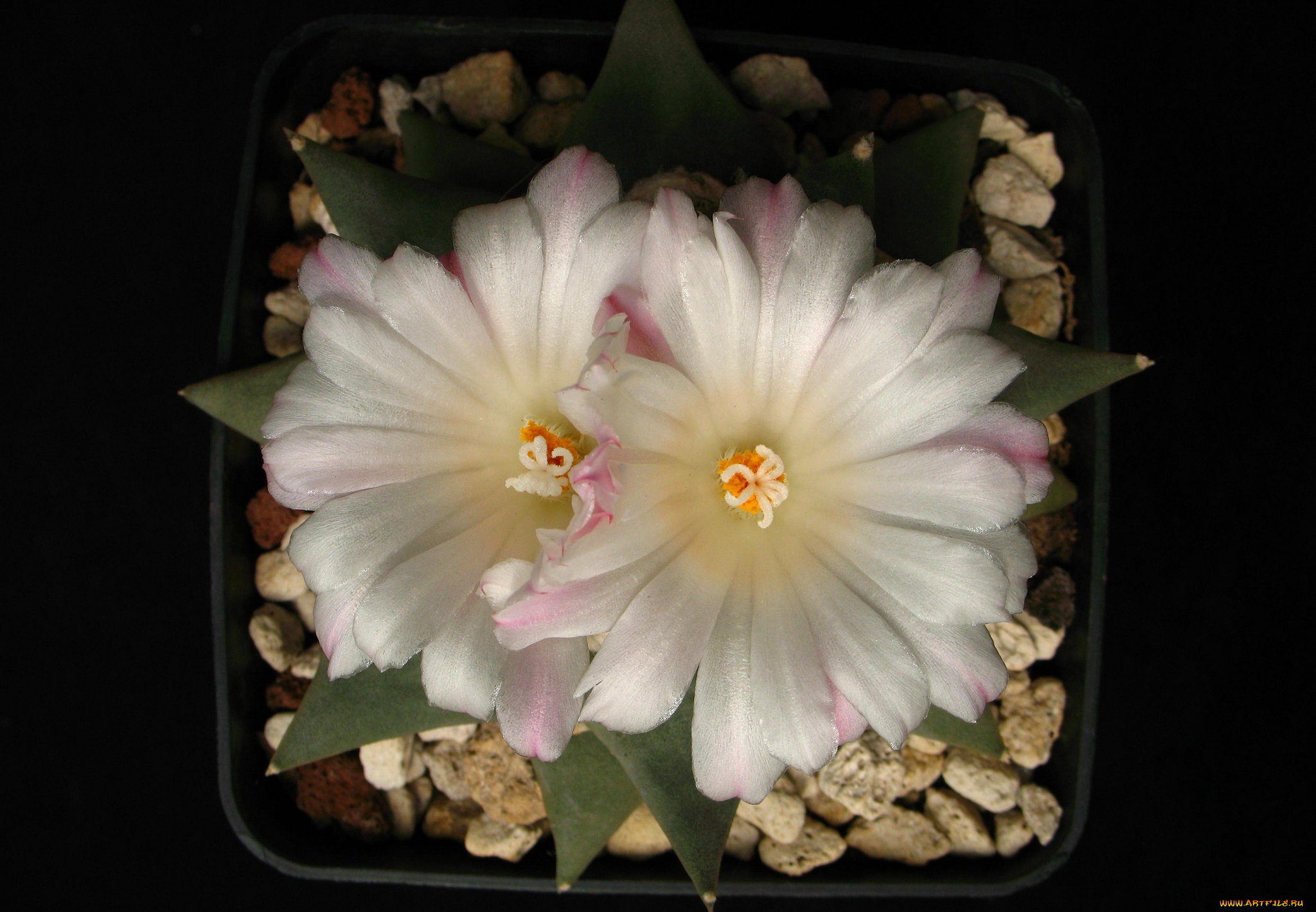 цветы, кактусы, белый