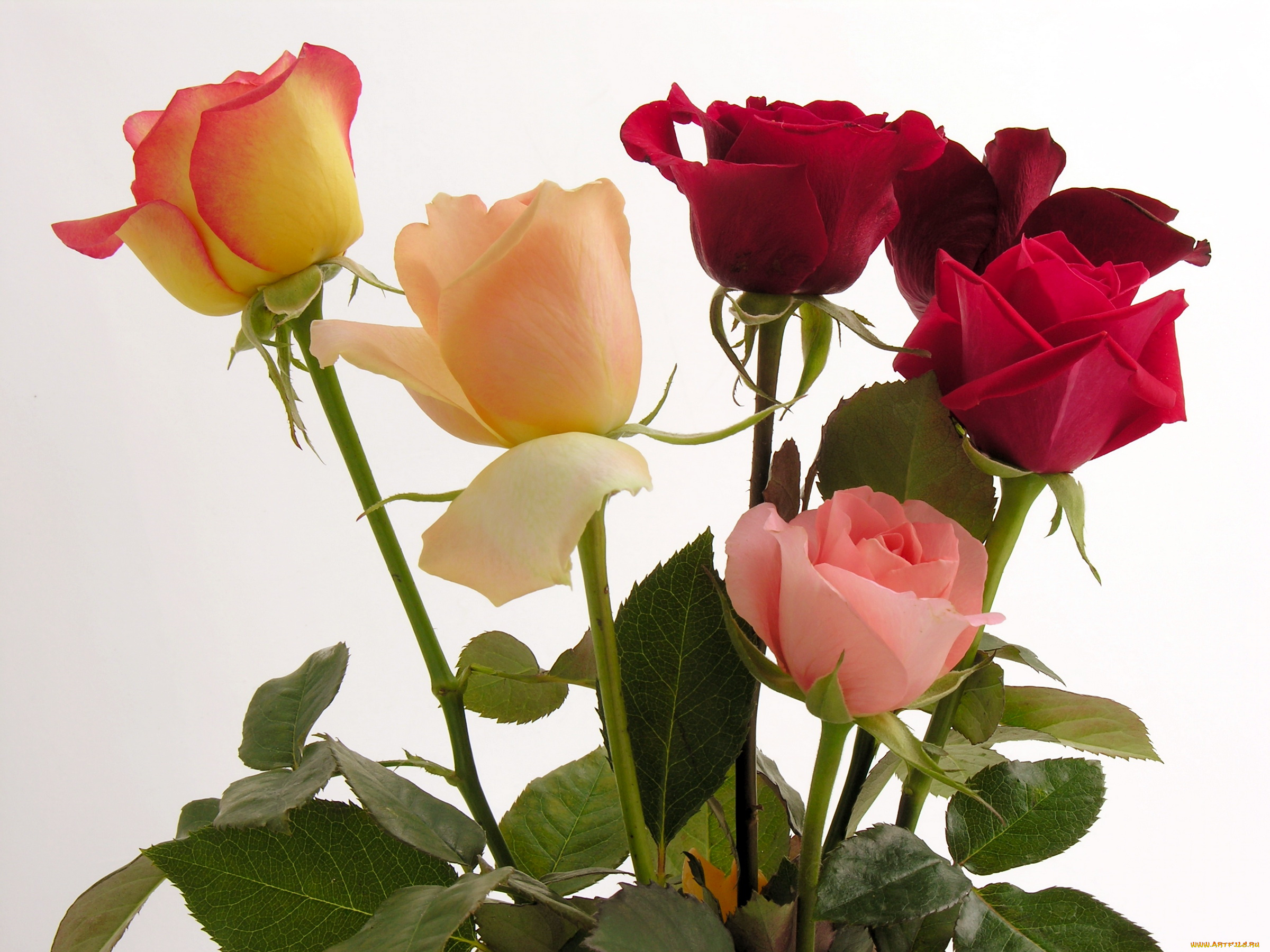 цветы, розы