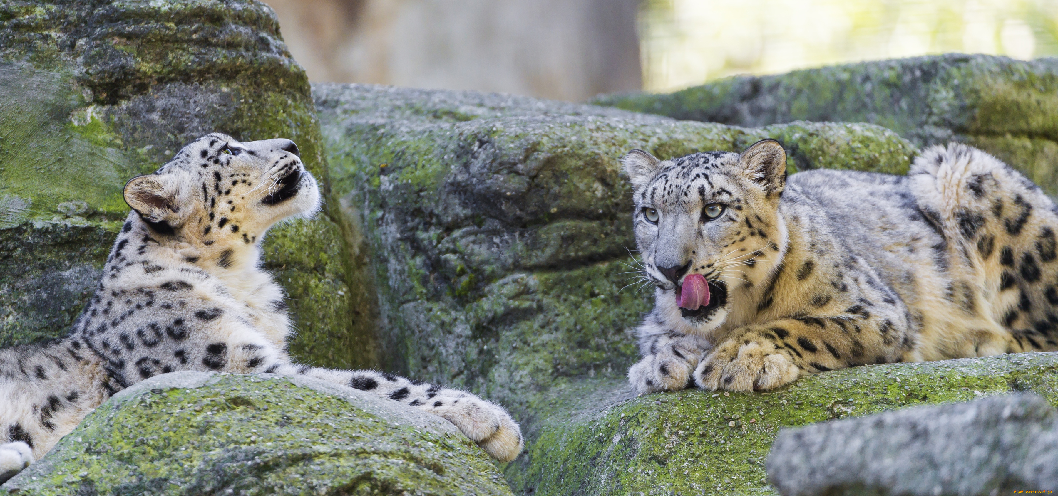 животные, снежный, барс, ирбис, пара