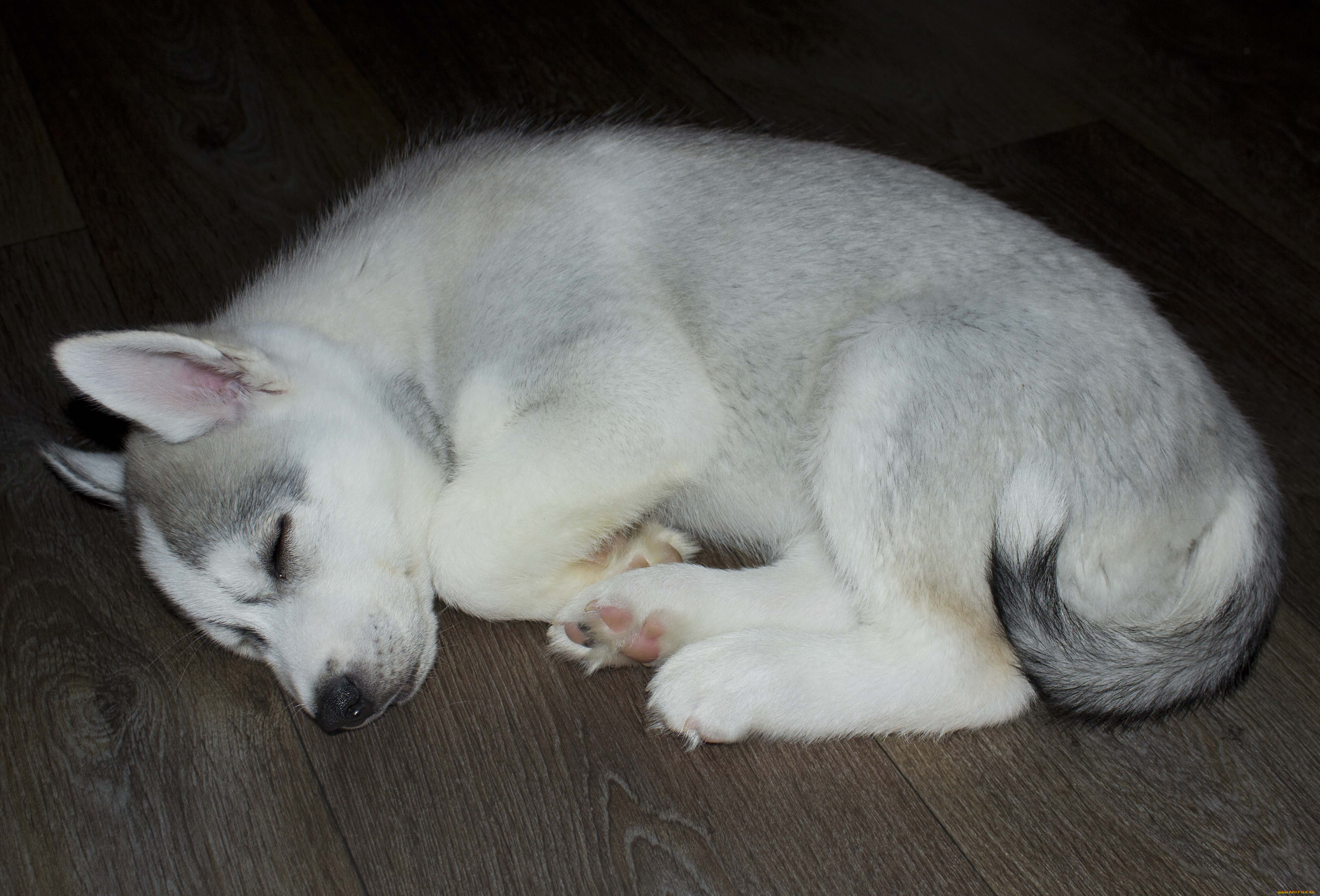 животные, собаки, белая, спит, собака