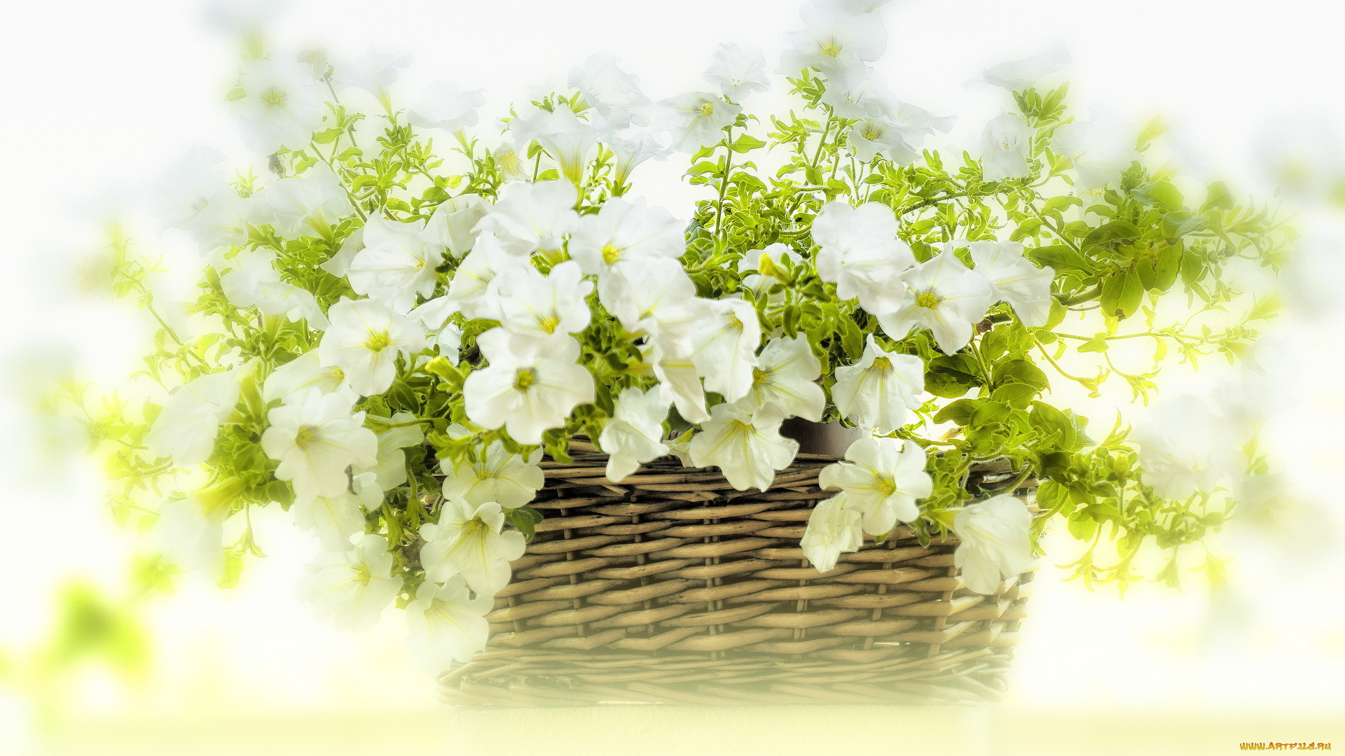 цветы, петунии, , калибрахоа, корзина, белые