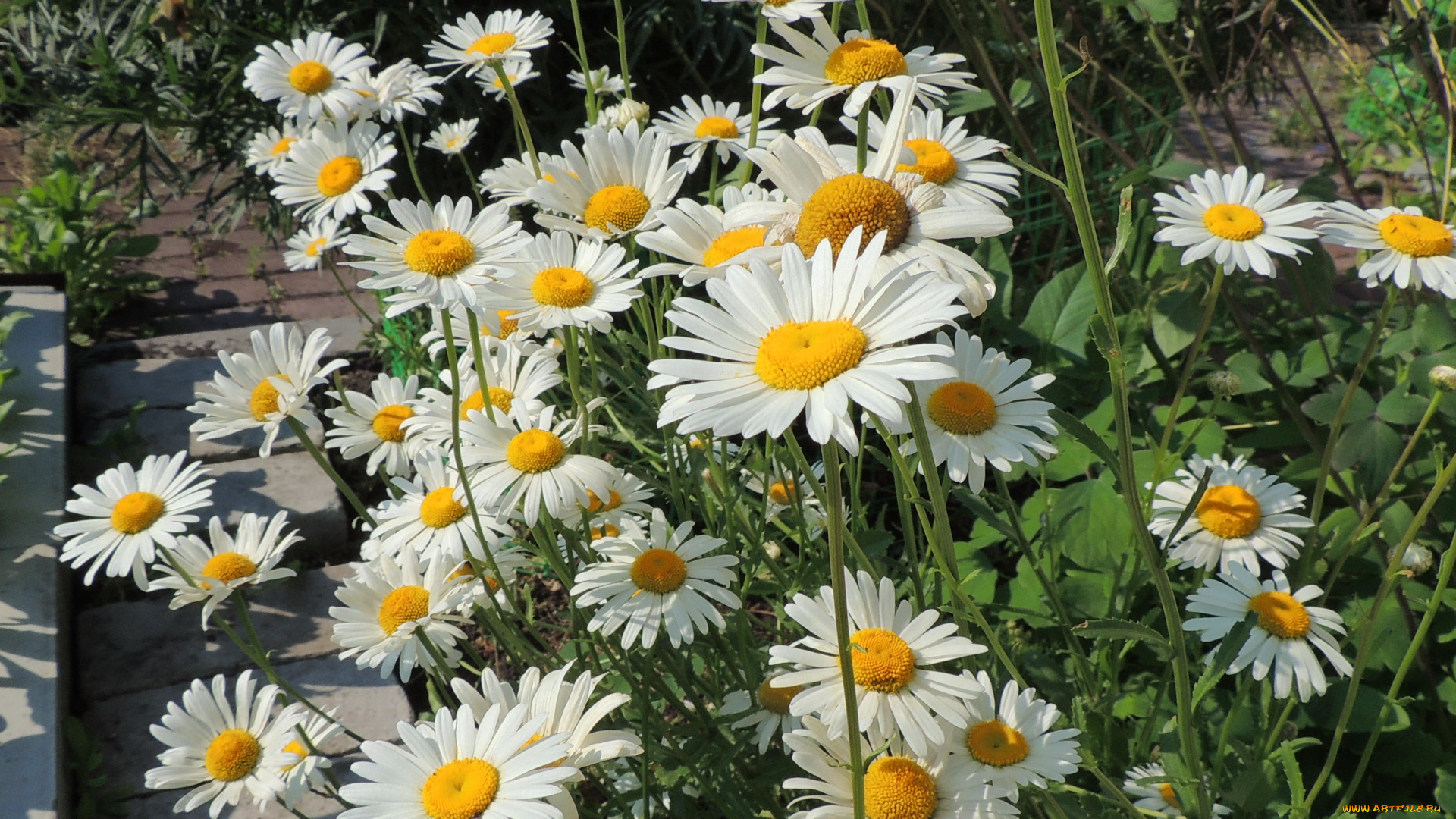 цветы, ромашки, сад, клумба
