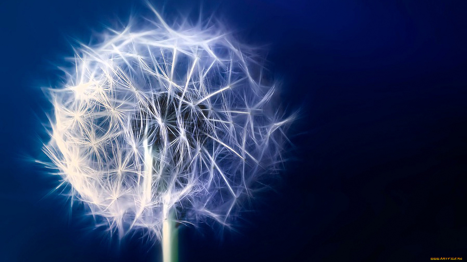 разное, компьютерный, дизайн, одуванчик