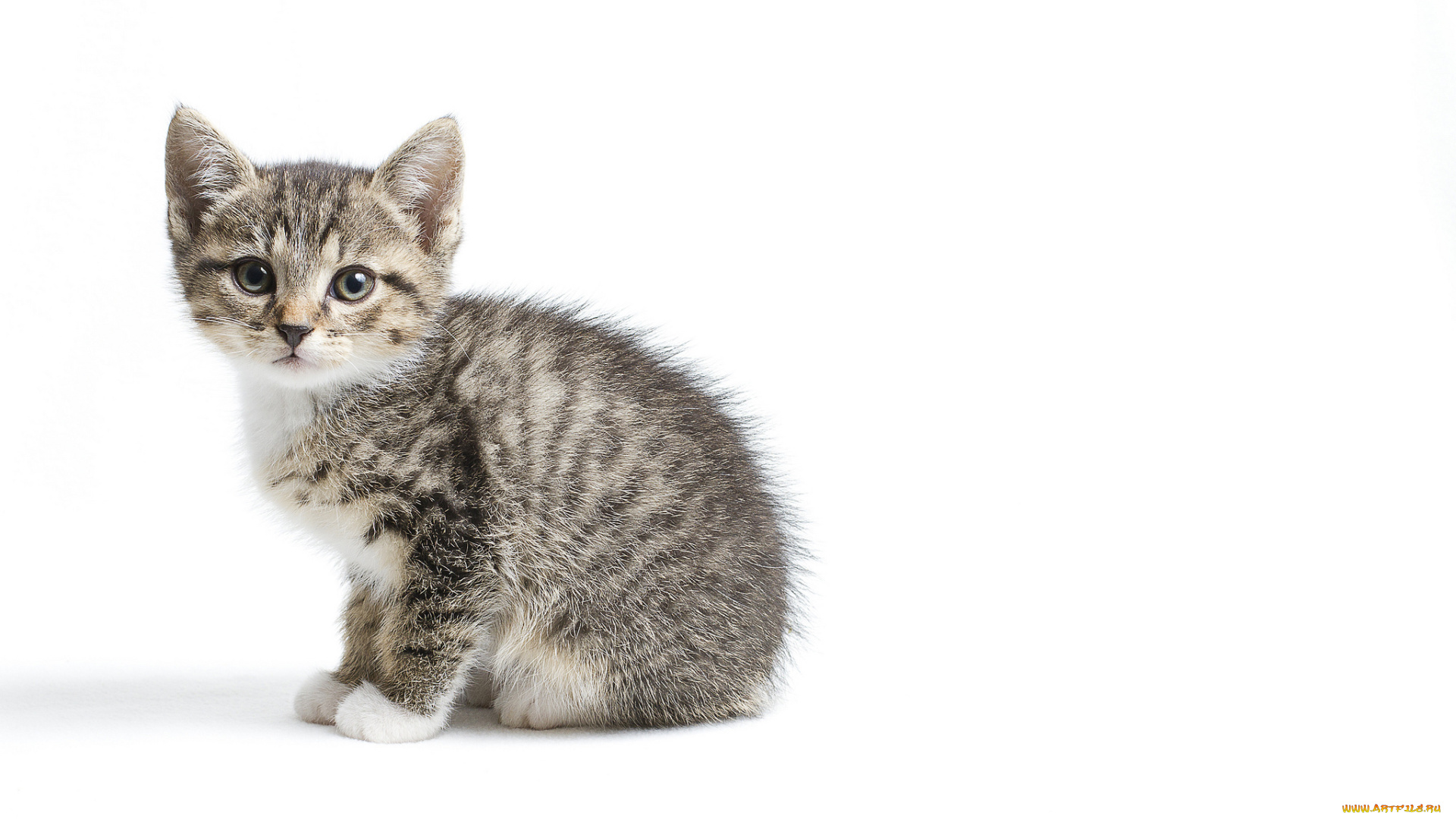 животные, коты, малыш, серый, котенок, белый, фон