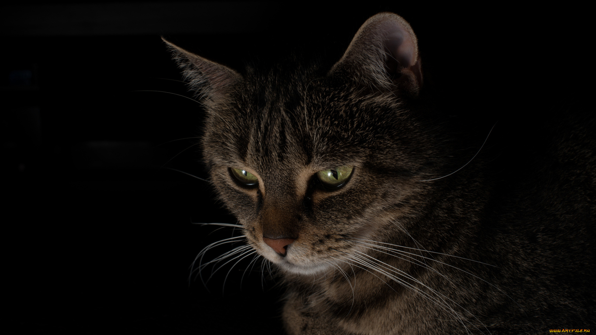 животные, коты, серый, взгляд, черный, фон