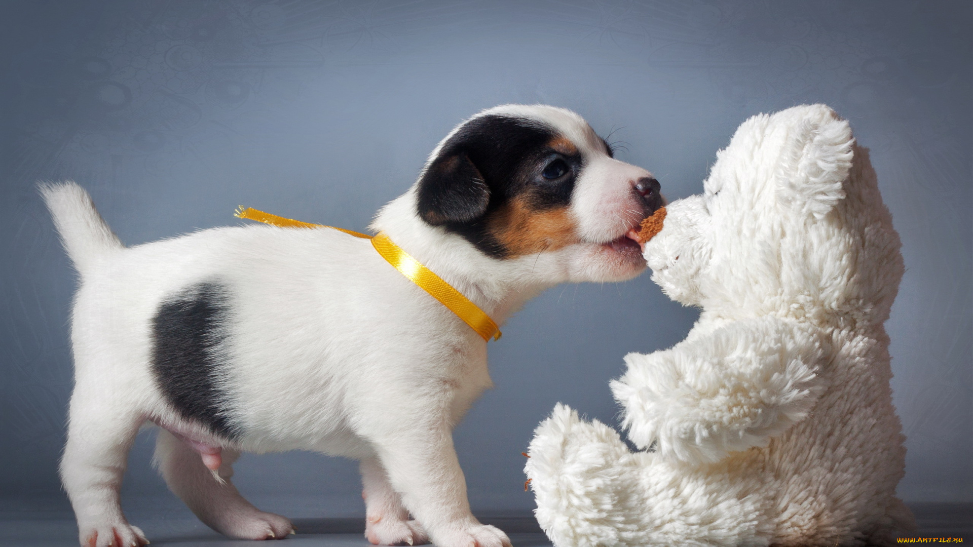 животные, собаки, игрушка