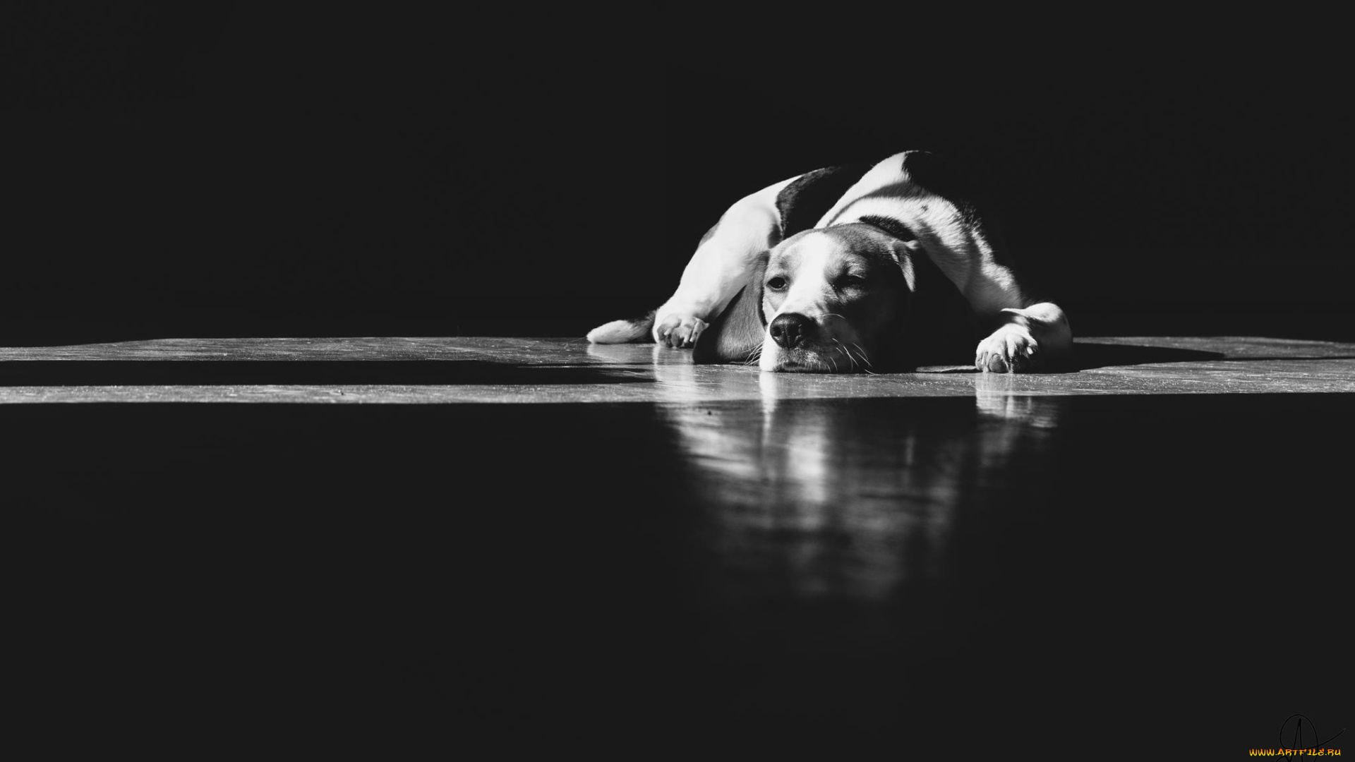 животные, собаки, собака