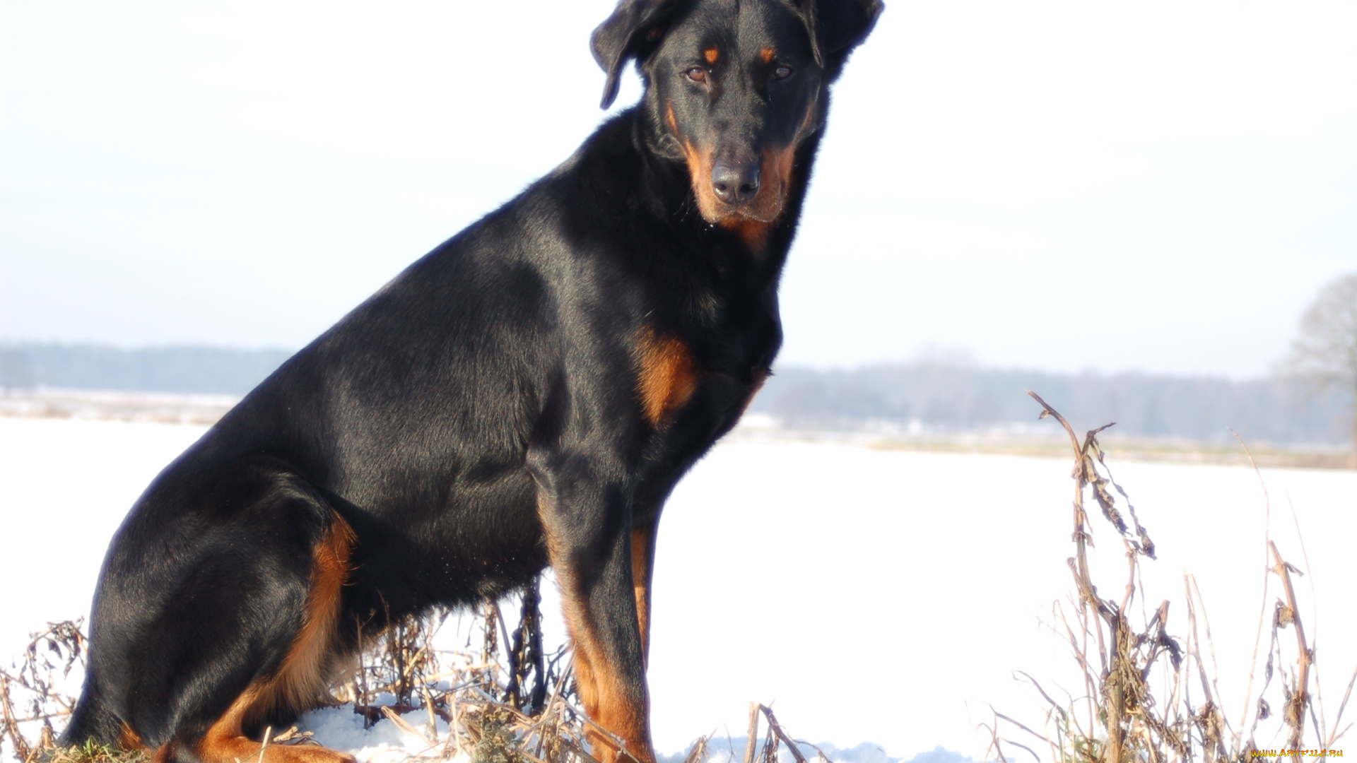 животные, собаки, взгляд