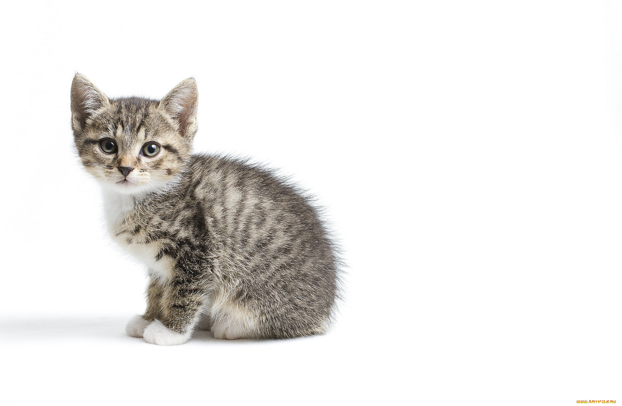 животные, коты, малыш, серый, котенок, белый, фон