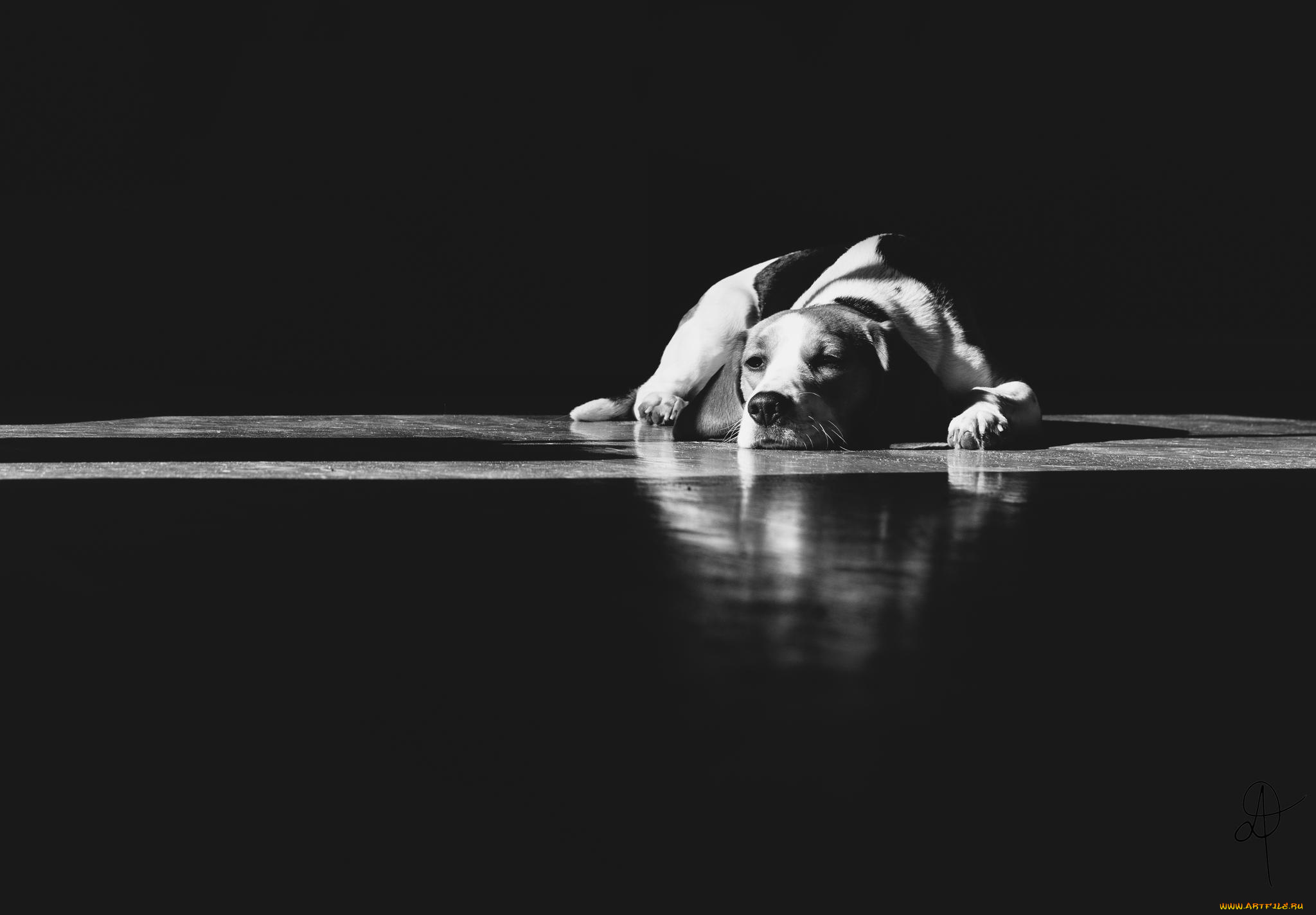 животные, собаки, собака