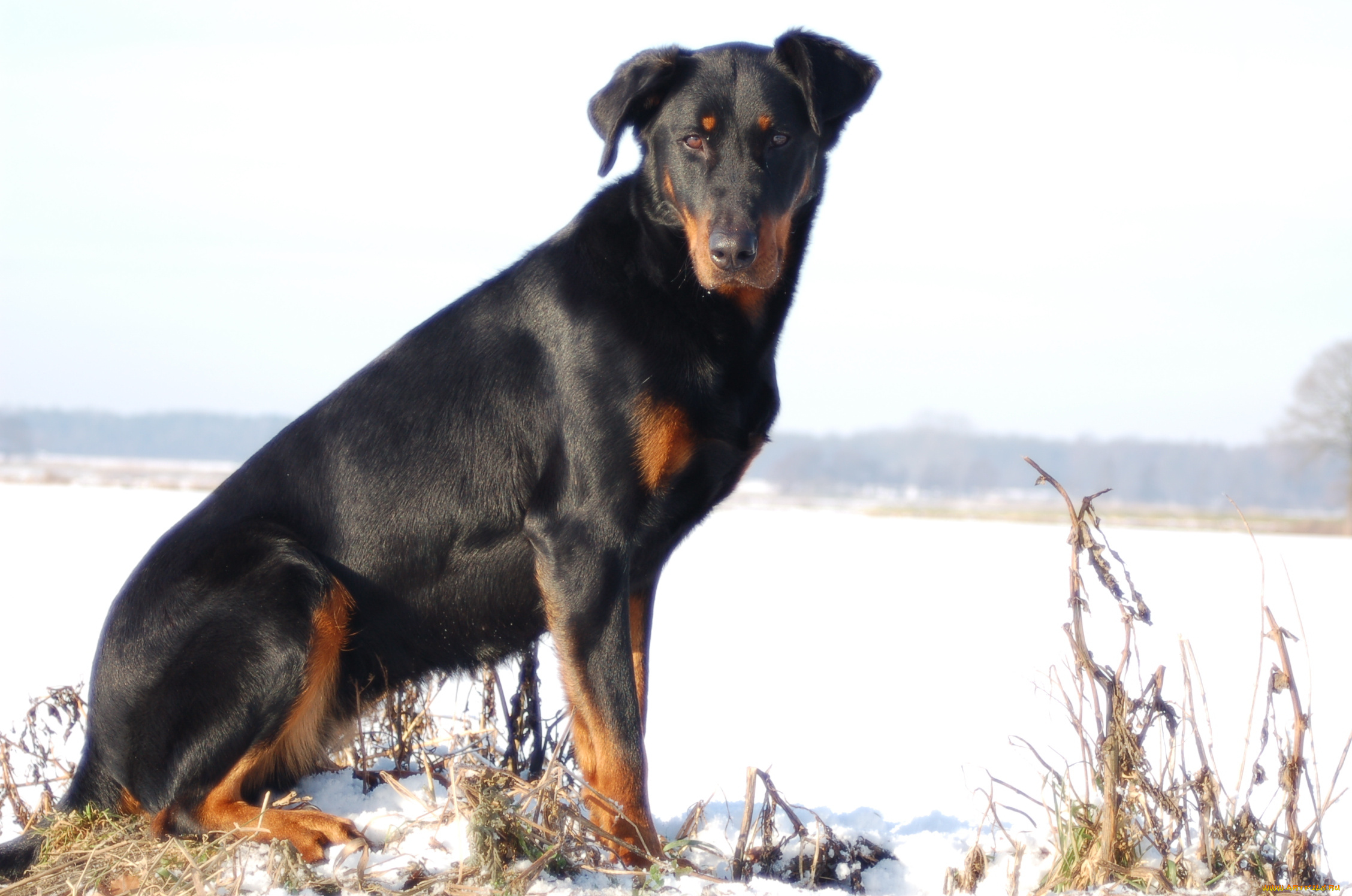 животные, собаки, взгляд