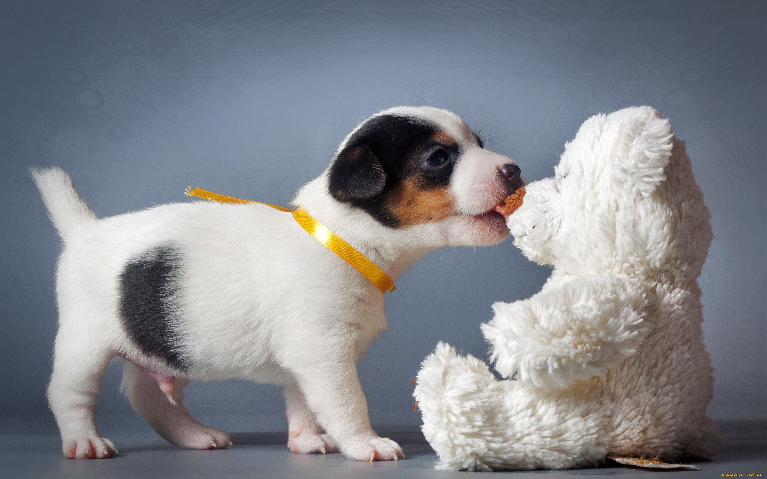 животные, собаки, игрушка