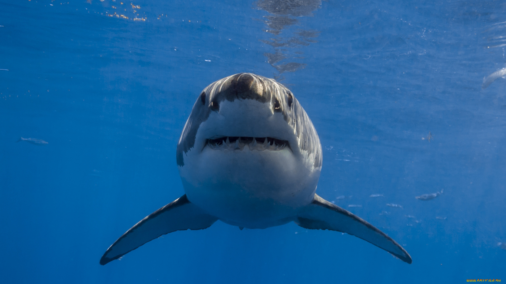 животные, акулы, акула, глубина, океан