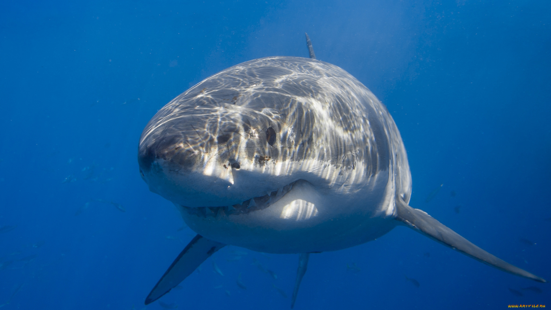 животные, акулы, акула, глубина, океан