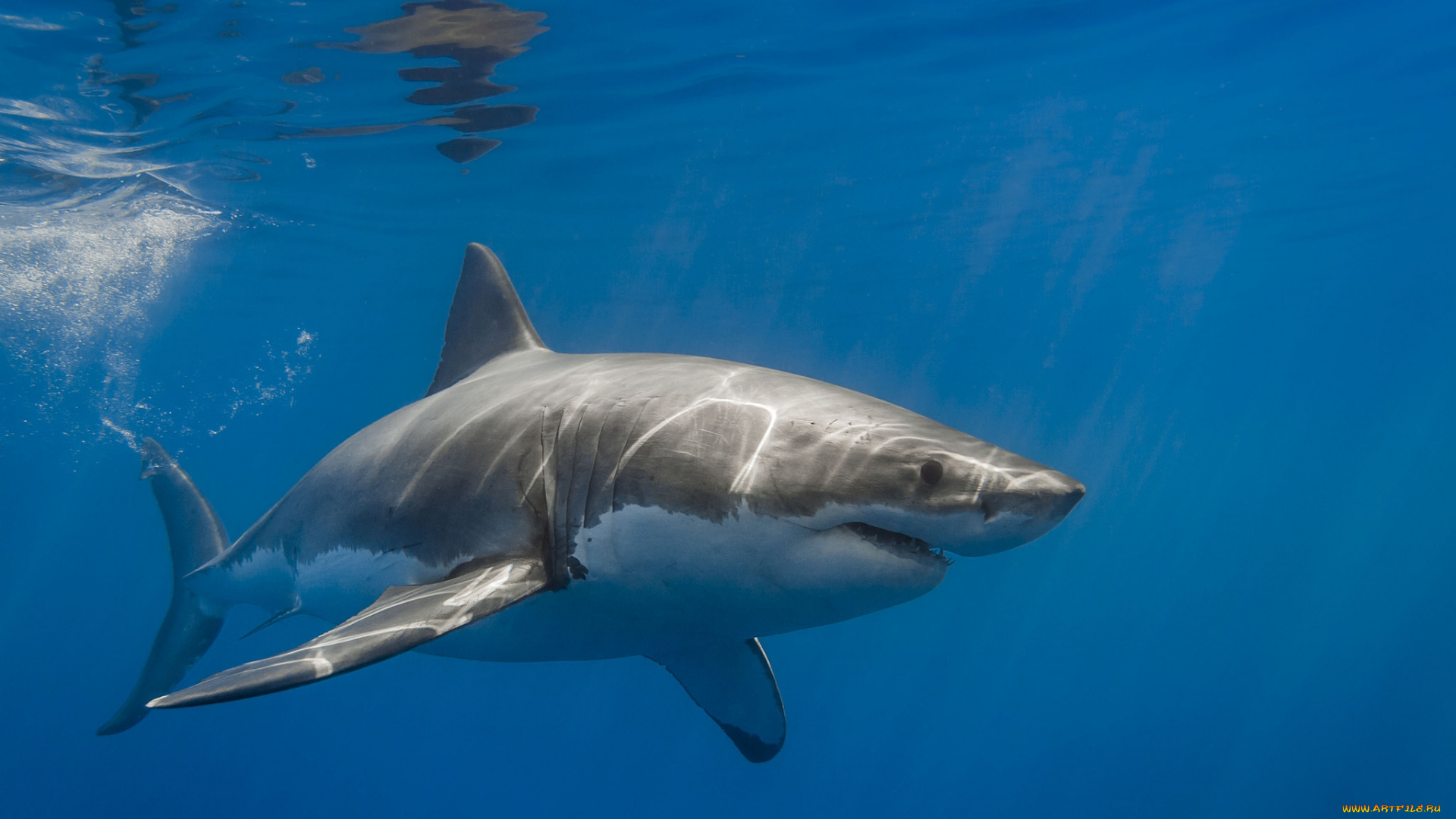 животные, акулы, акула, глубина, океан
