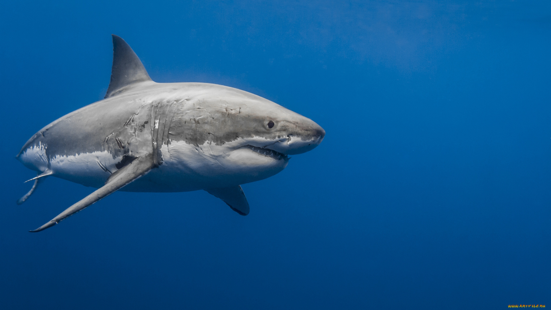 животные, акулы, акула, глубина, океан
