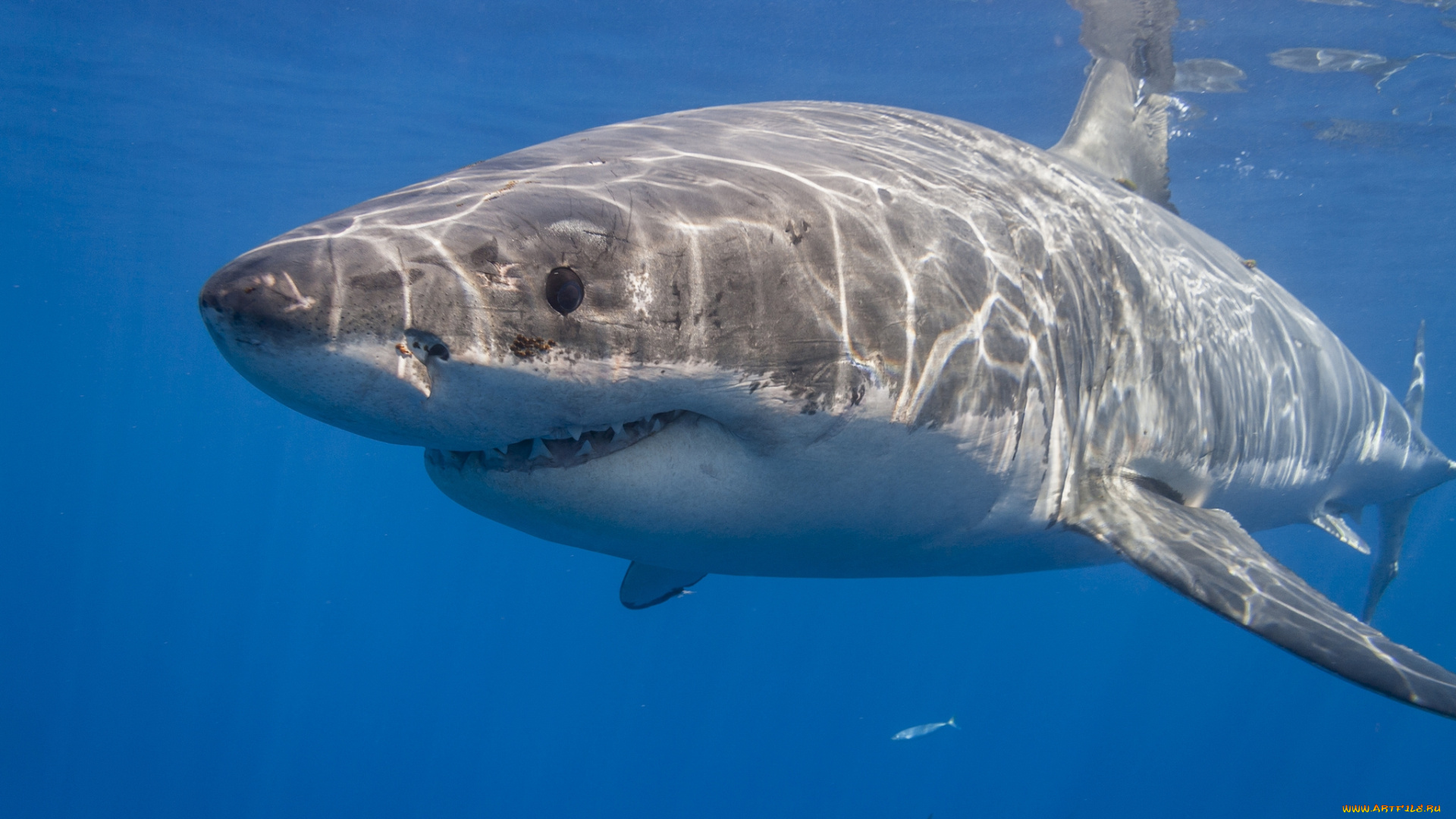 животные, акулы, акула, глубина, океан