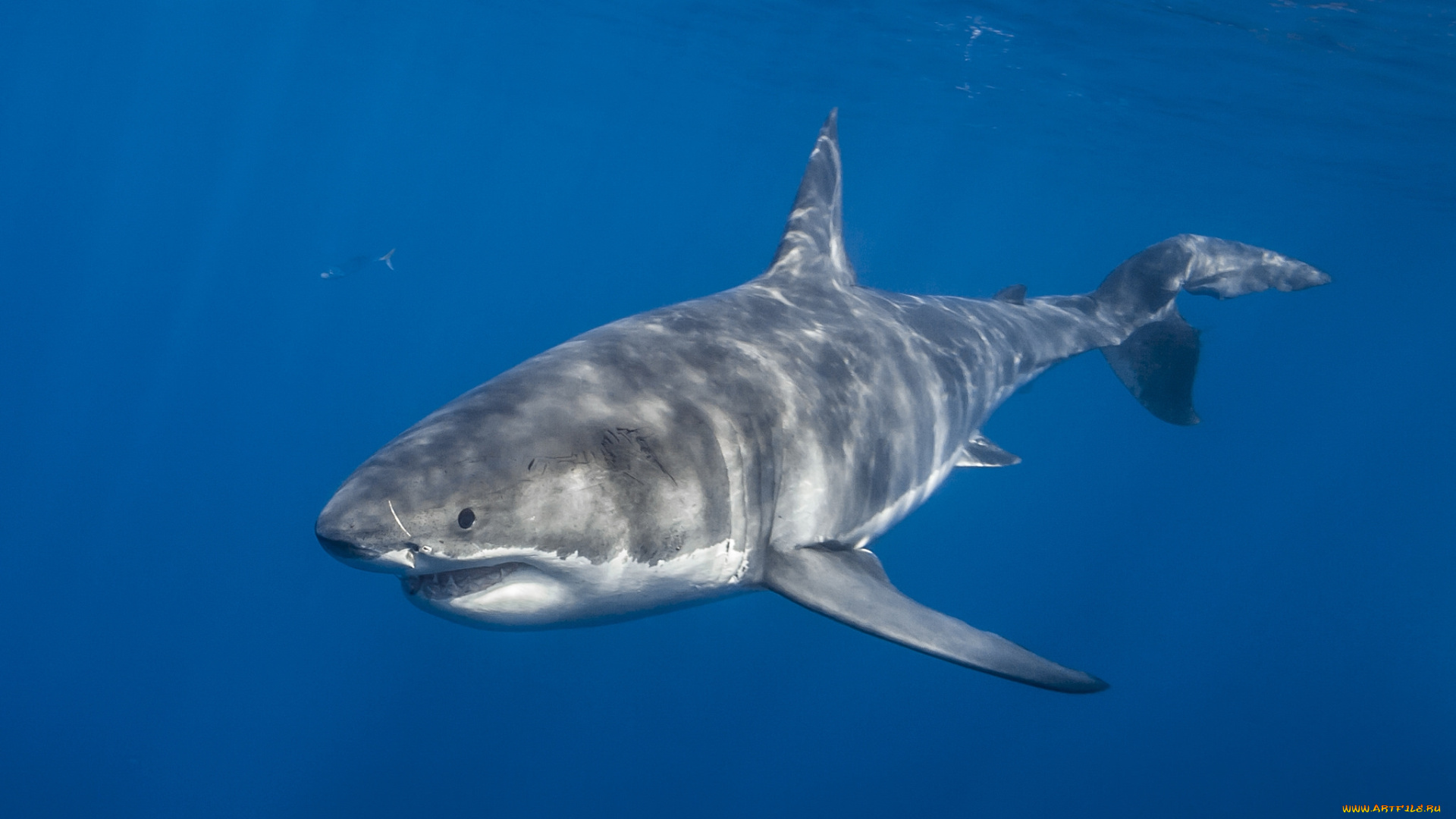 животные, акулы, акула, океан, глубина