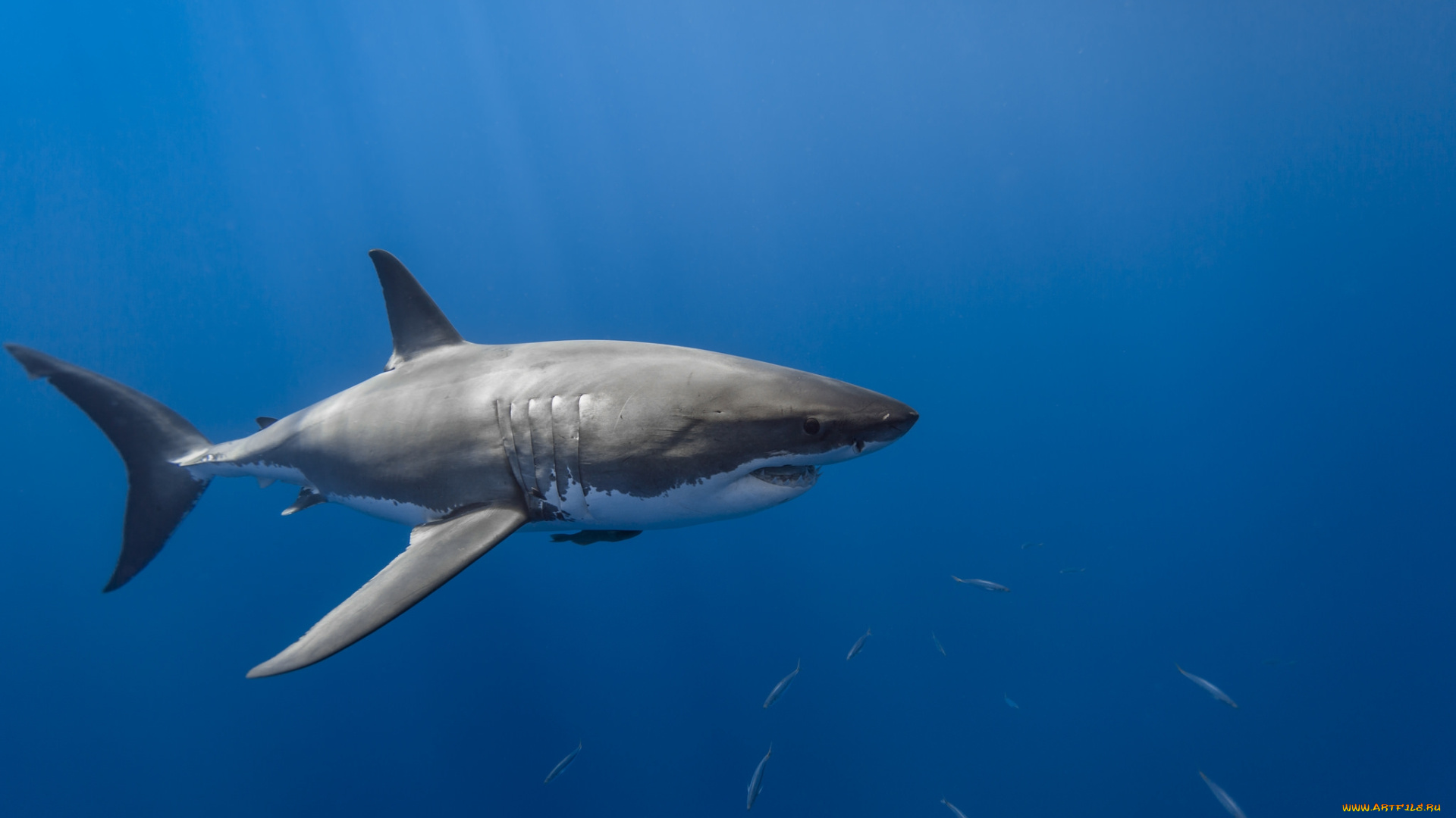 животные, акулы, океан, акула, глубина