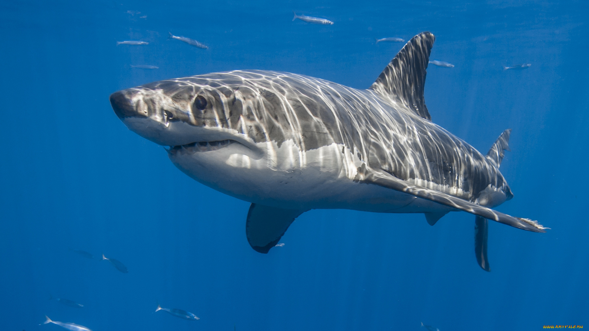 животные, акулы, океан, глубина, акула