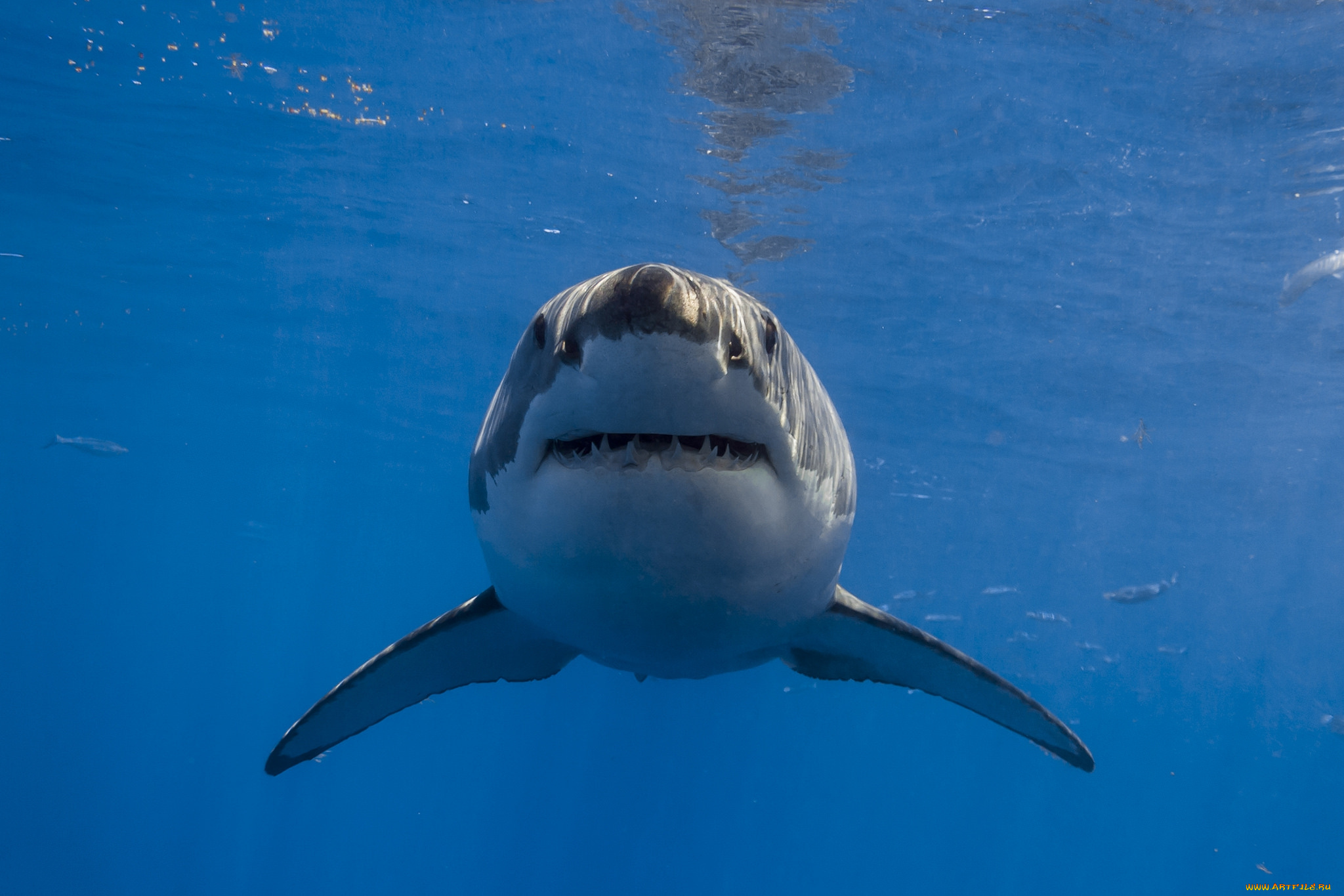 животные, акулы, акула, глубина, океан