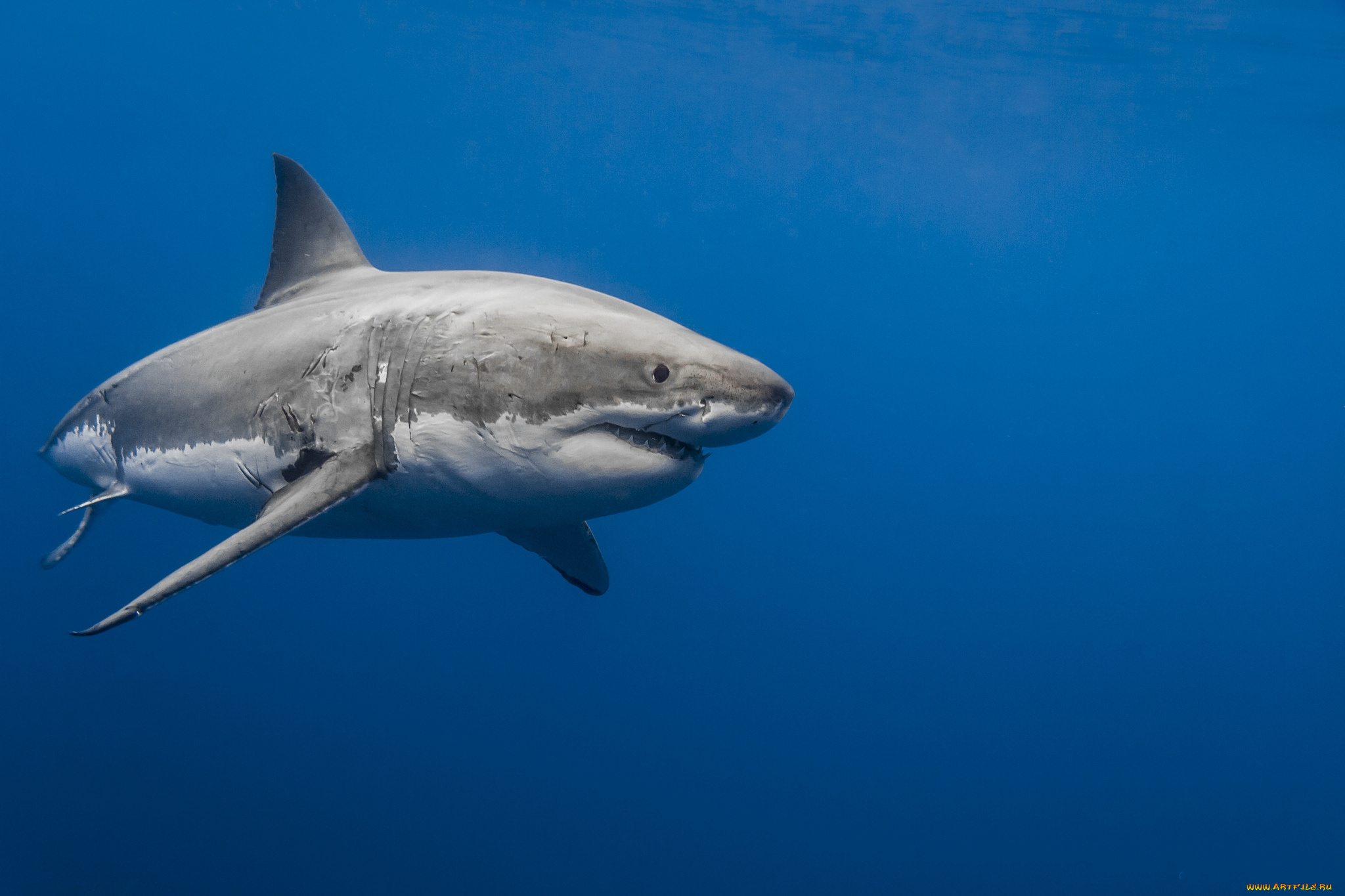 животные, акулы, акула, глубина, океан