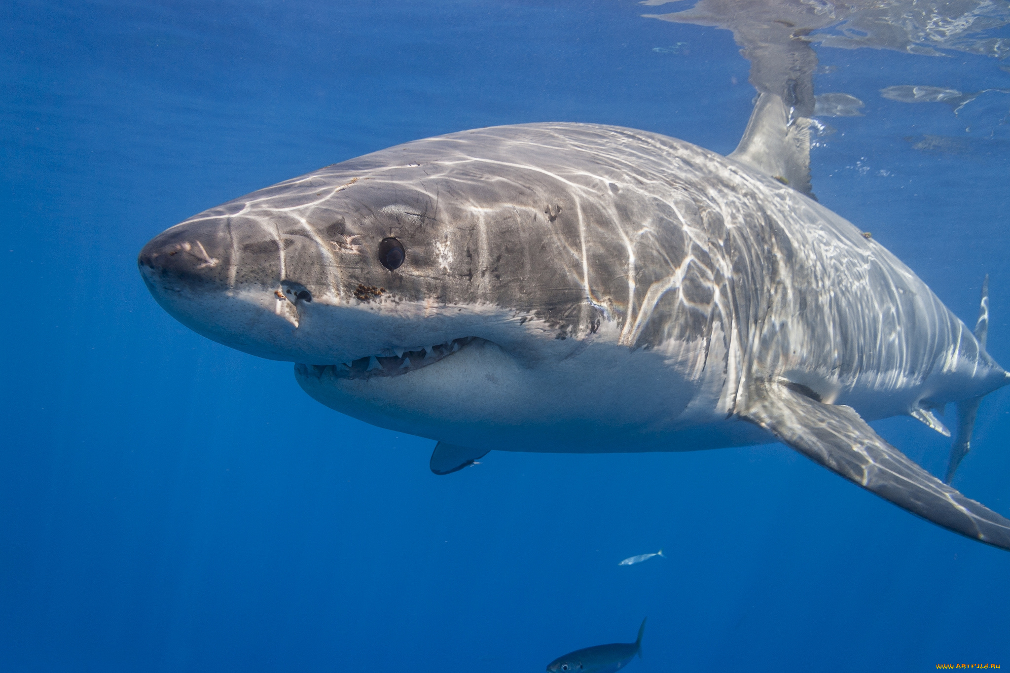 животные, акулы, акула, глубина, океан