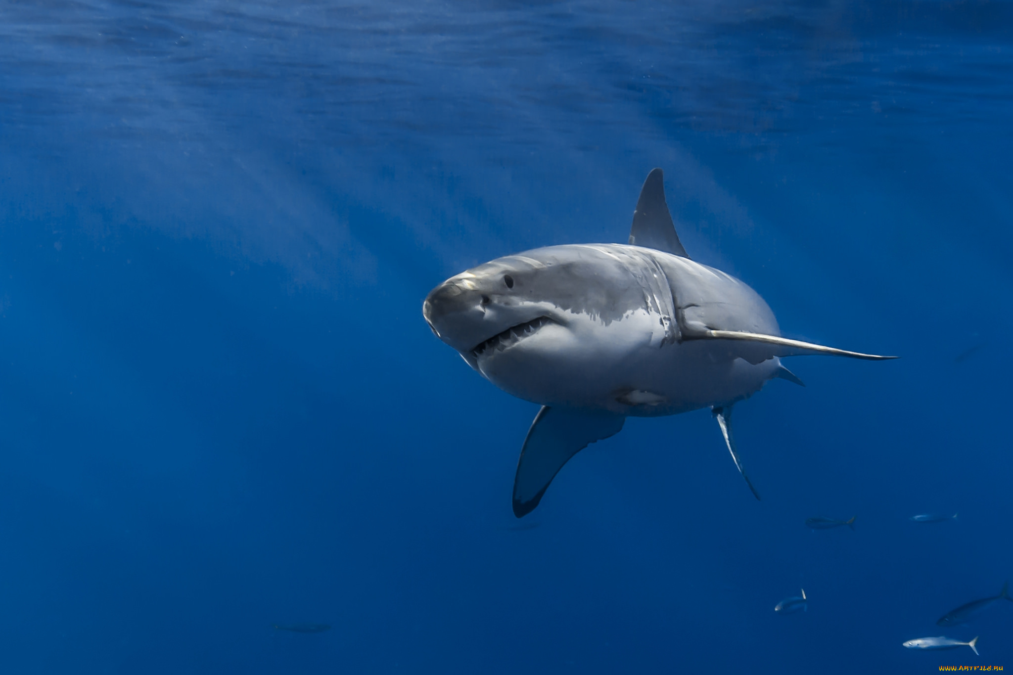 животные, акулы, океан, акула, глубина