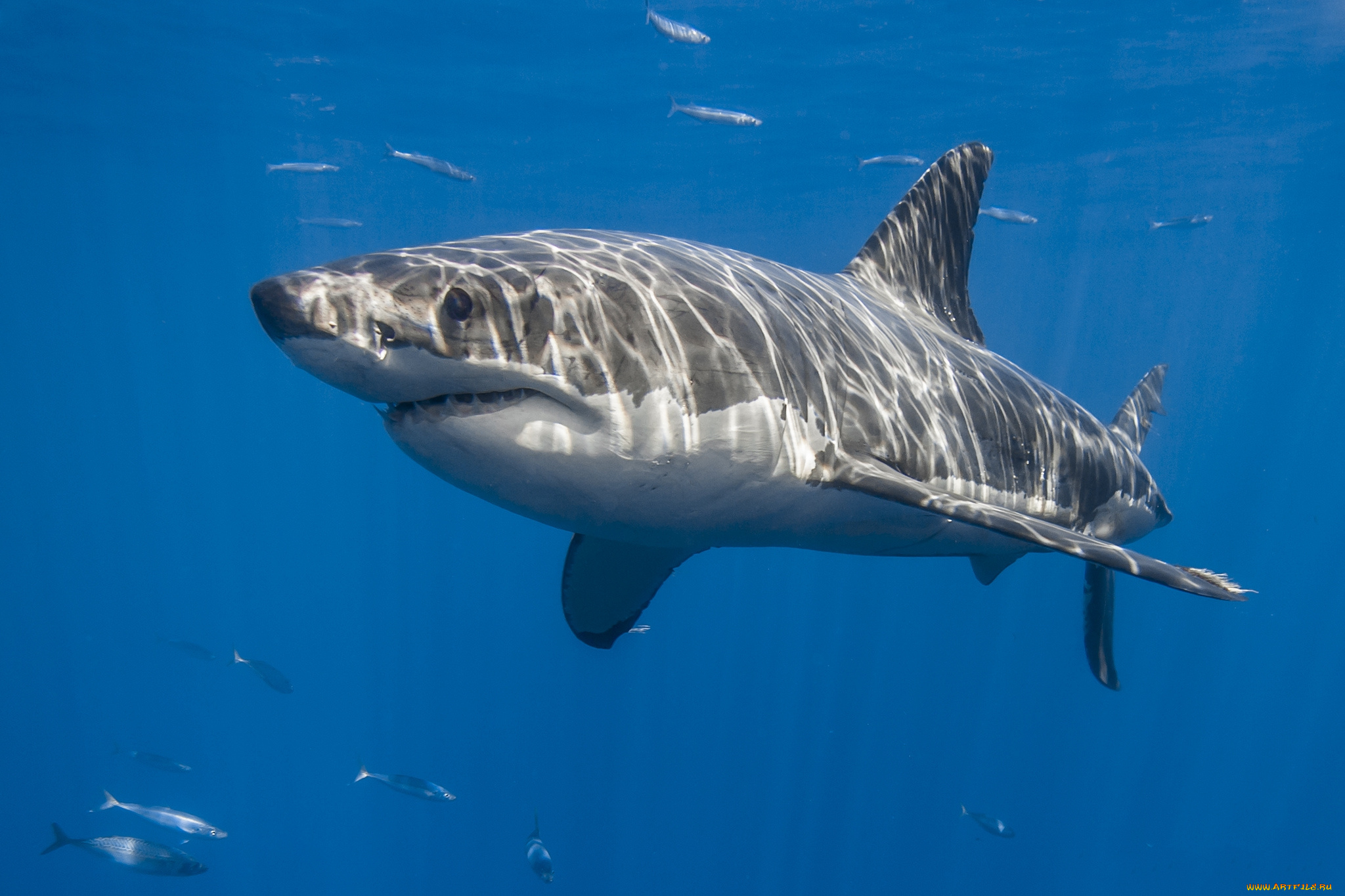 животные, акулы, океан, глубина, акула