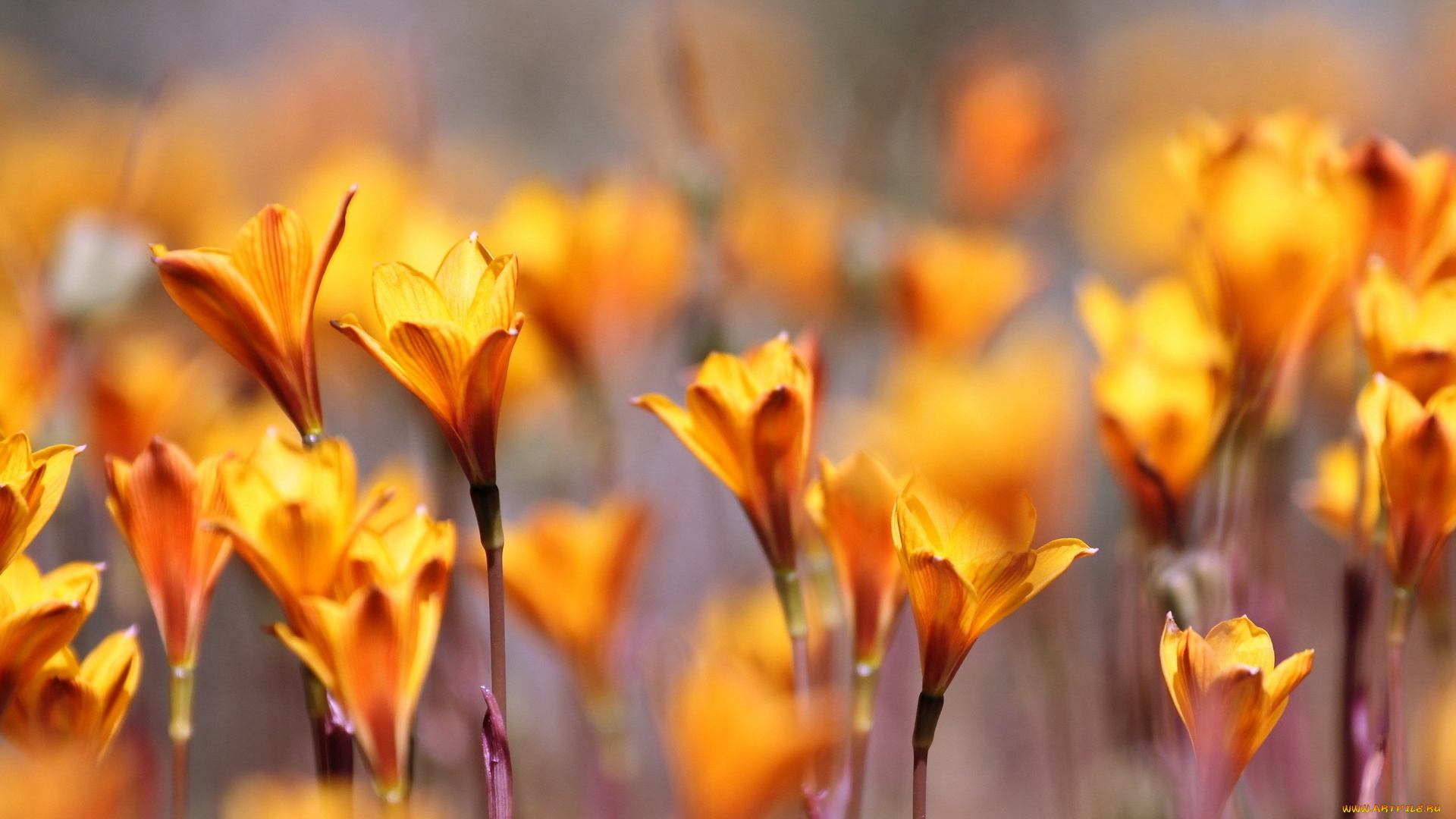 цветы, амариллисы, , гиппеаструмы, желтые, поле