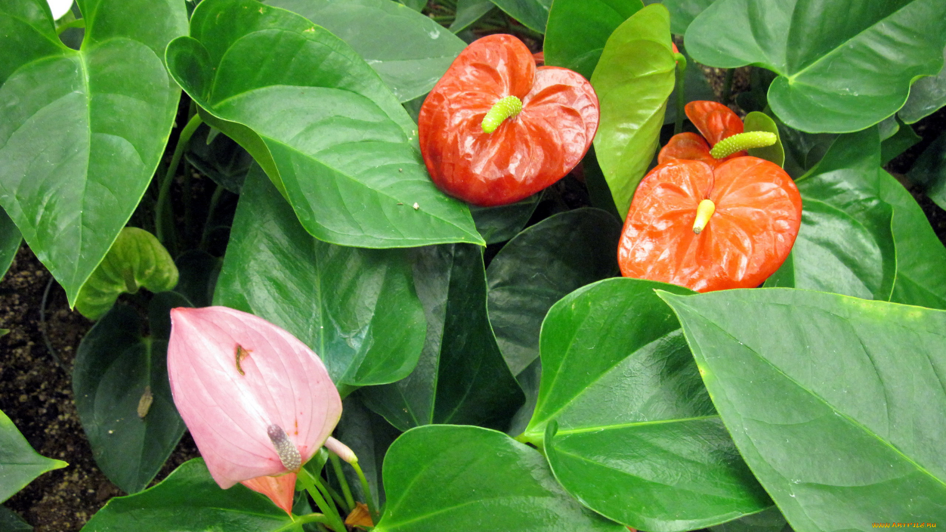 цветы, антуриум, , цветок, фламинго, алый