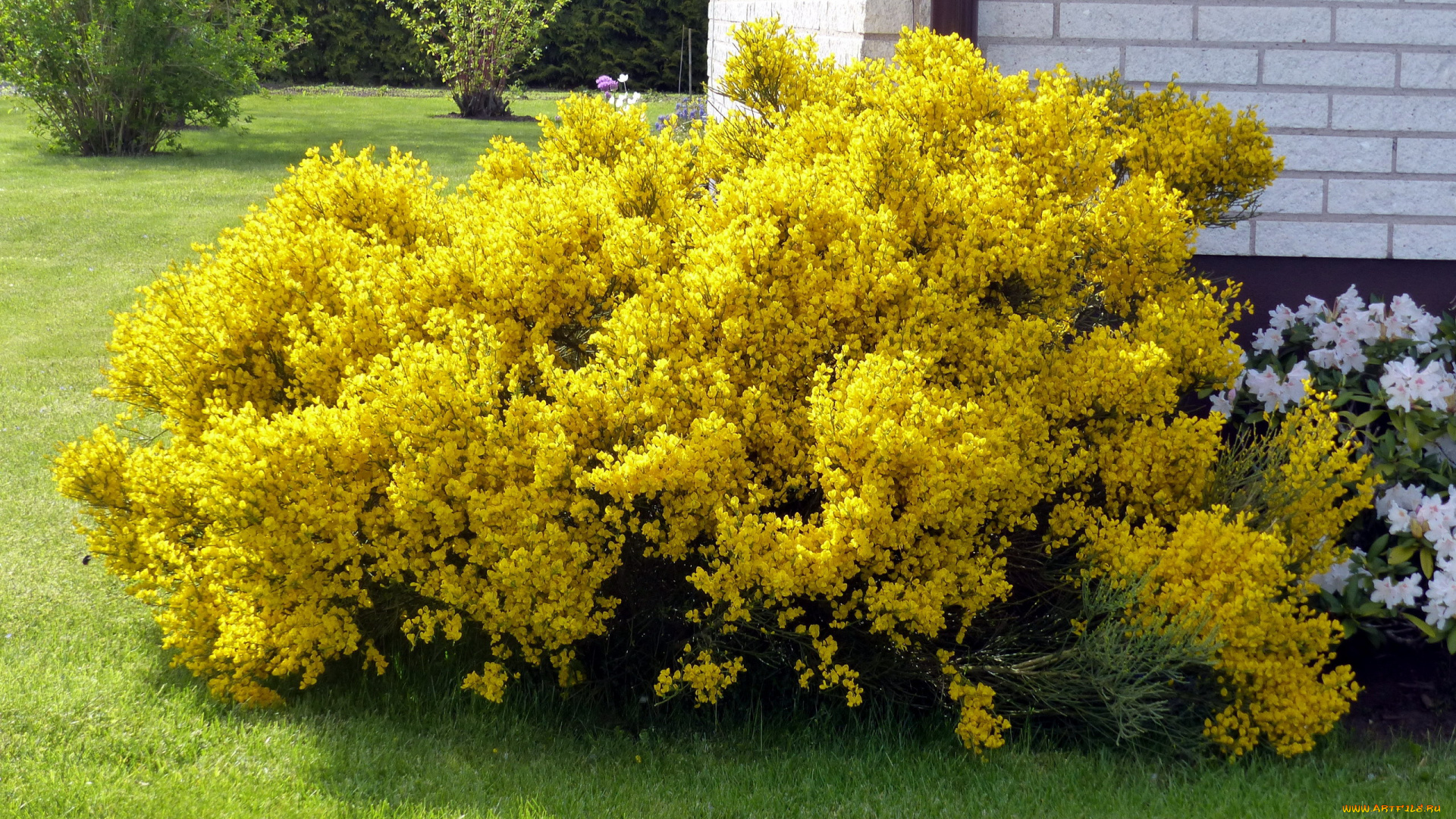 цветы, цветущие, деревья, , , кустарники, желтый