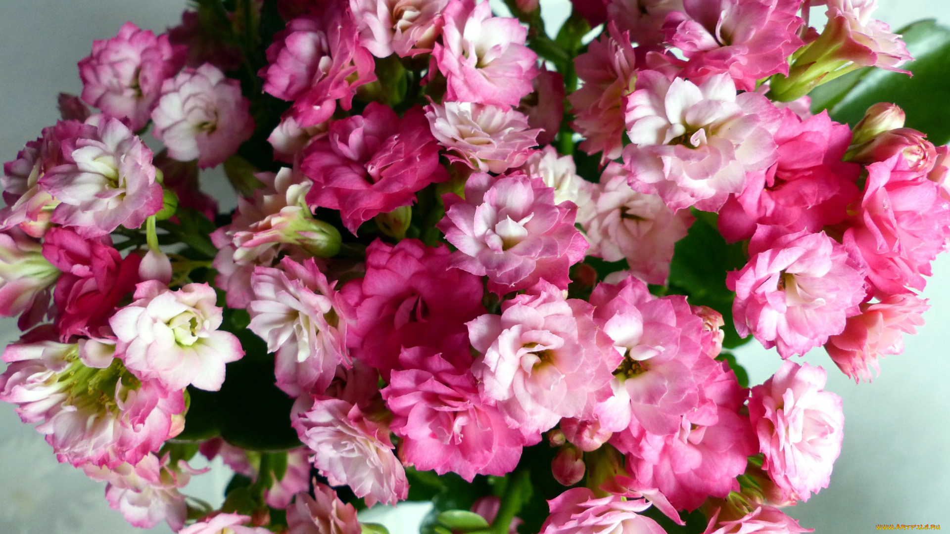 цветы, кактусы, макро