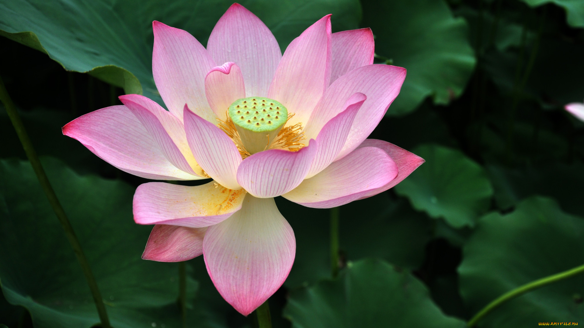 цветы, лотосы, фон, лепестки