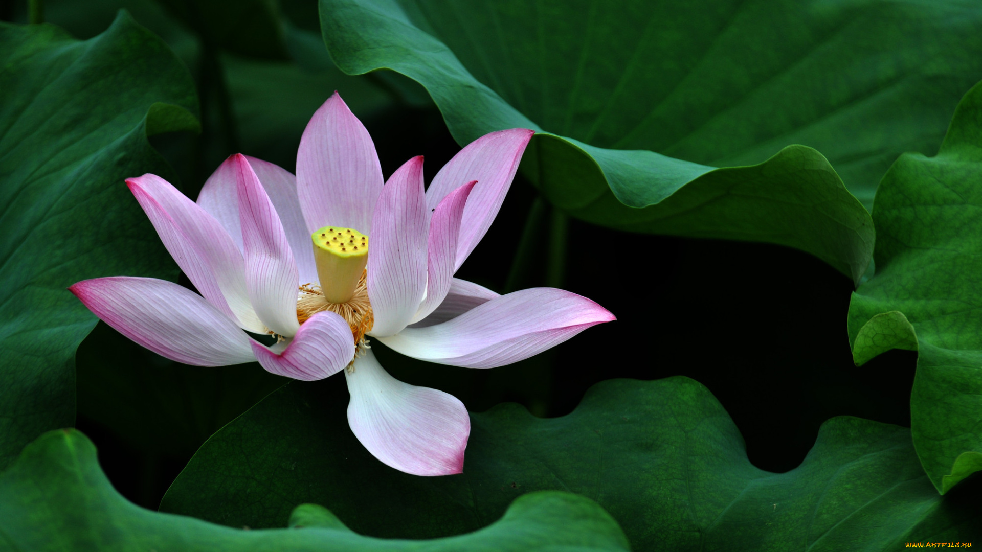 цветы, лотосы, лепестки, фон