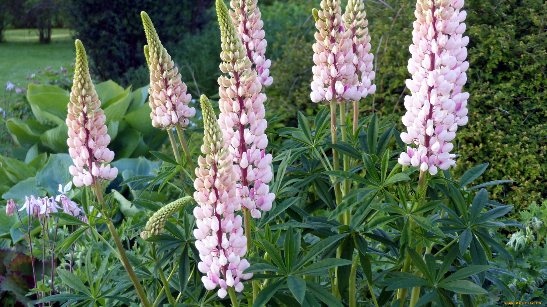 цветы, люпин, гроздья