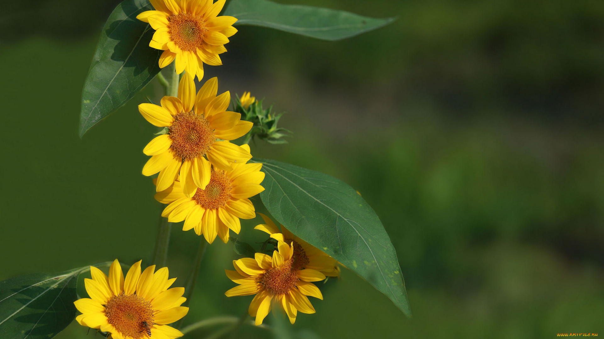 цветы, подсолнухи, лепестки, фон