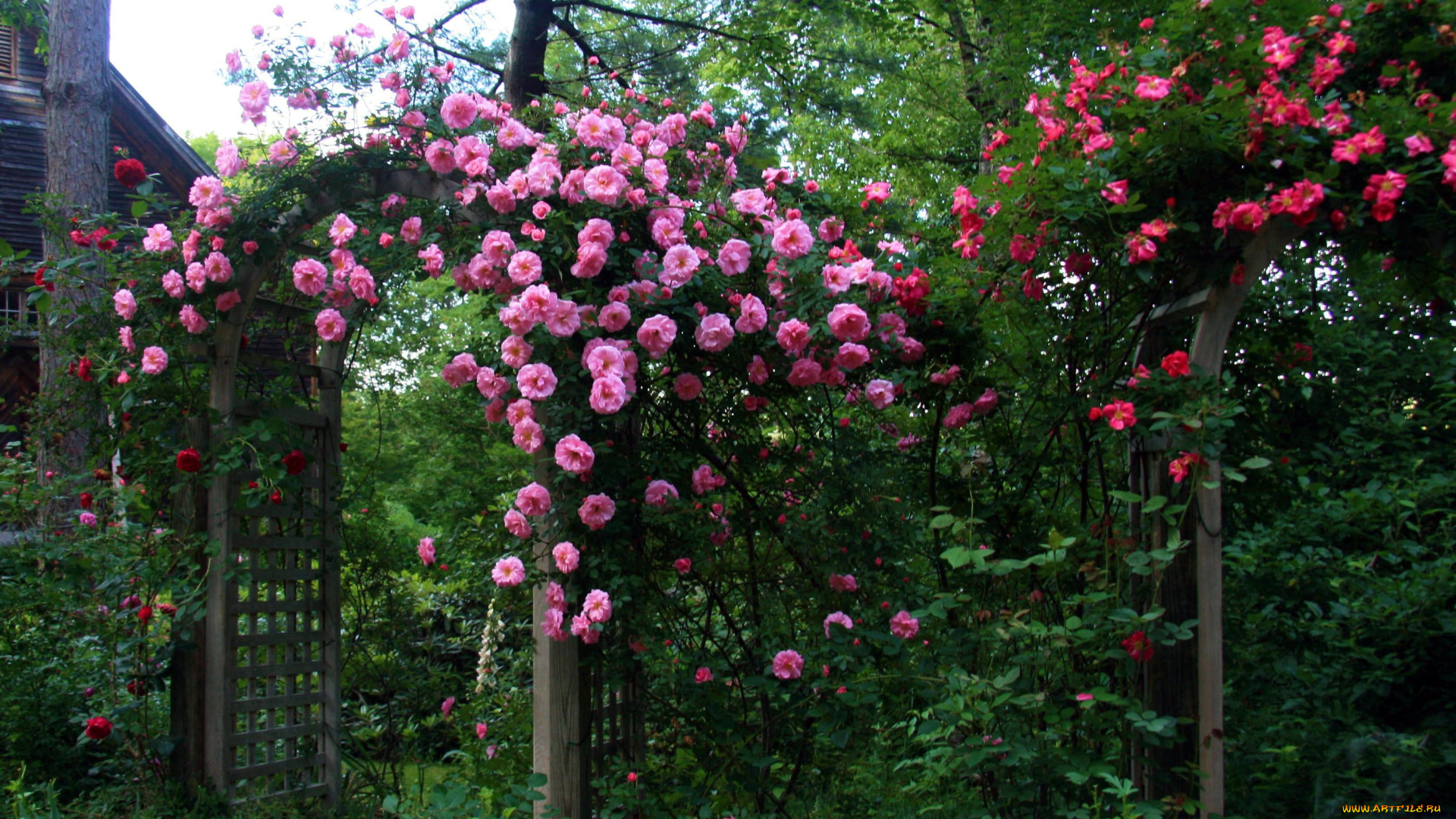 цветы, разные, вместе, шиповник, розы