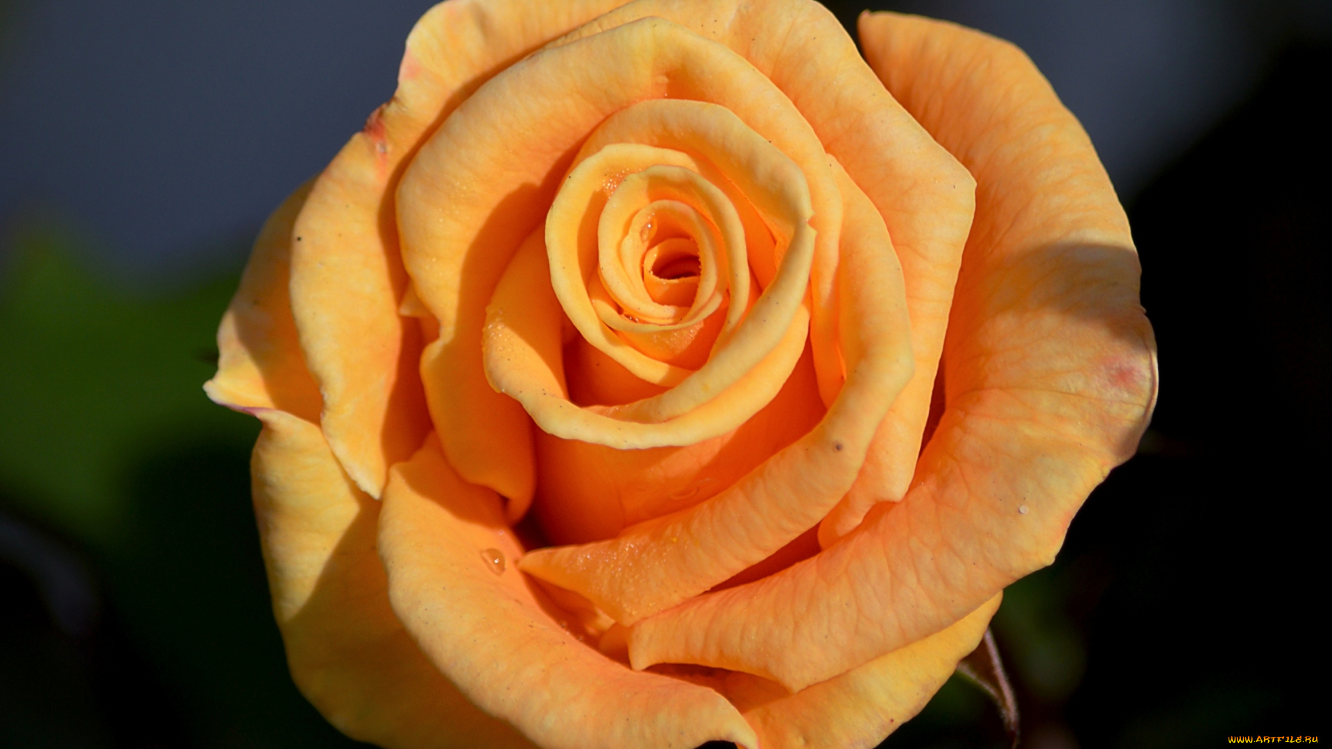 цветы, розы, персиковый