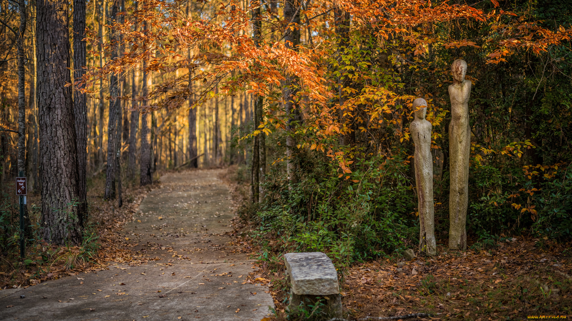 природа, дороги, дорожка, лес