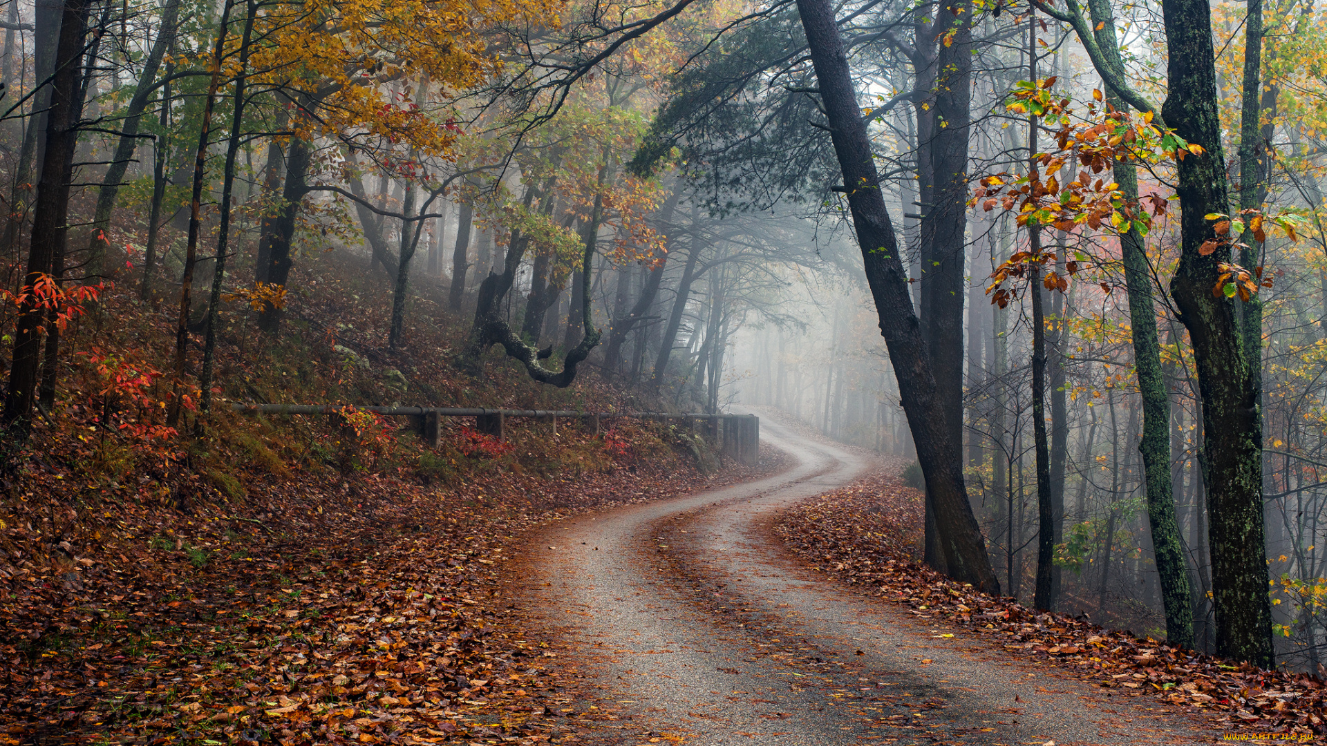 природа, дороги, лес, дорожка