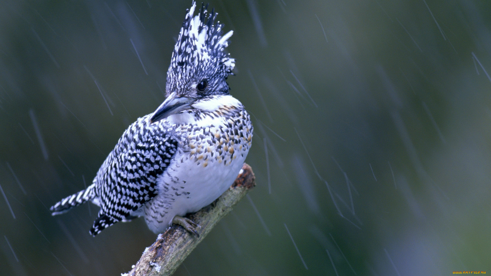 животные, птицы, птица, дрождь